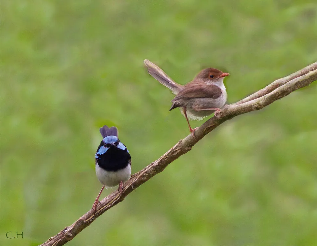 A Superb Fairy Wren Couple