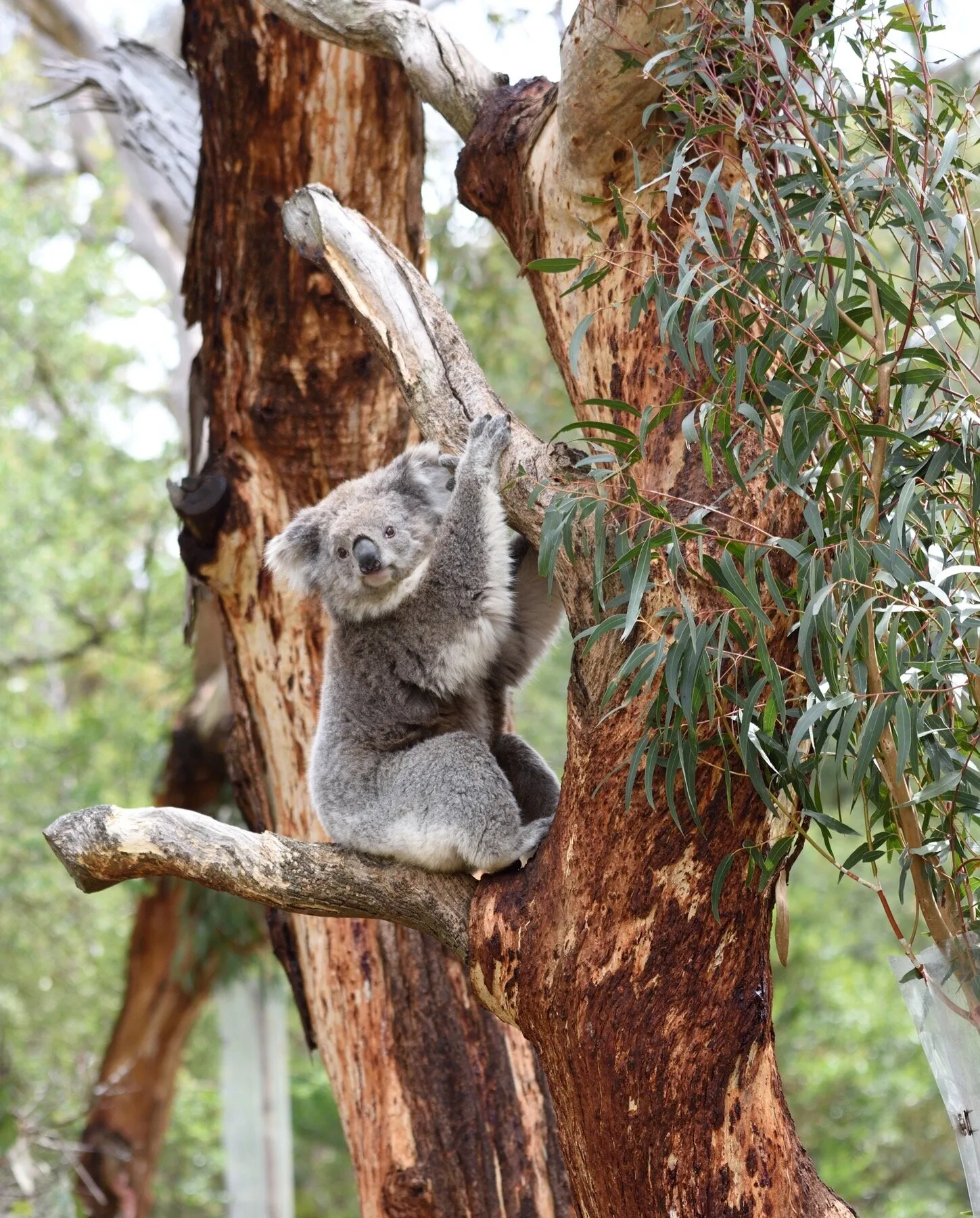 Curious Koala
