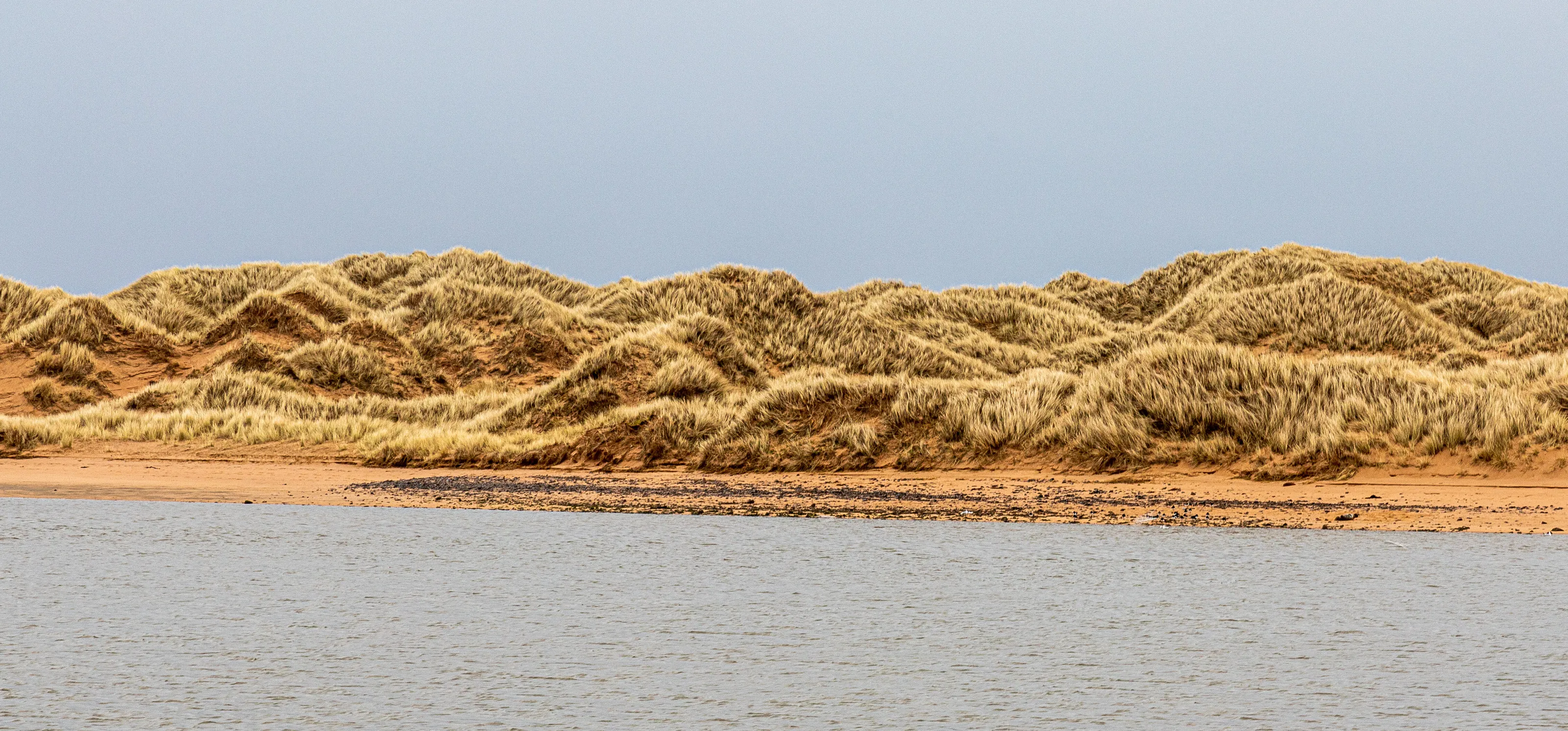 Shoreside Grasses