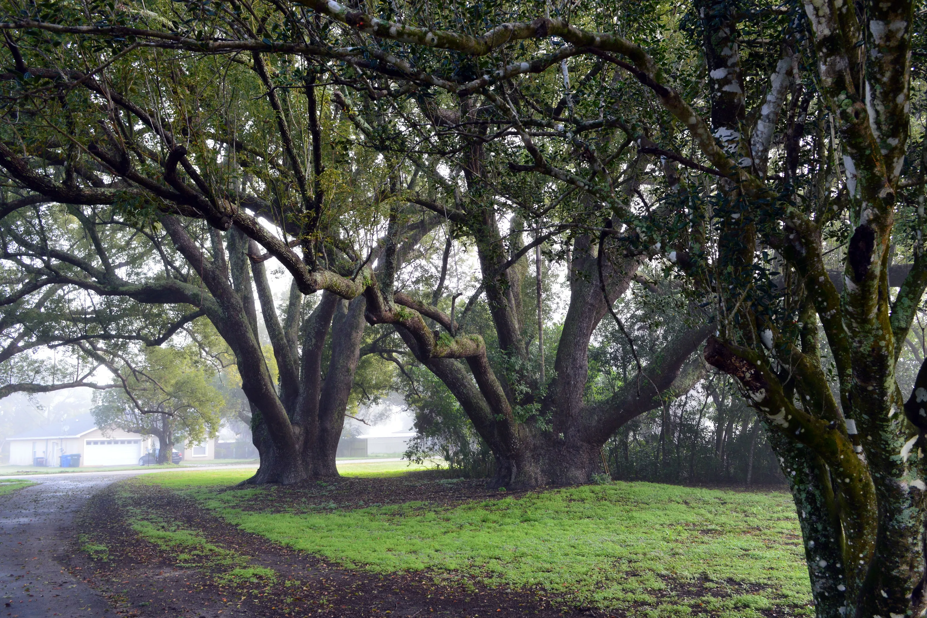 Camphor trees
