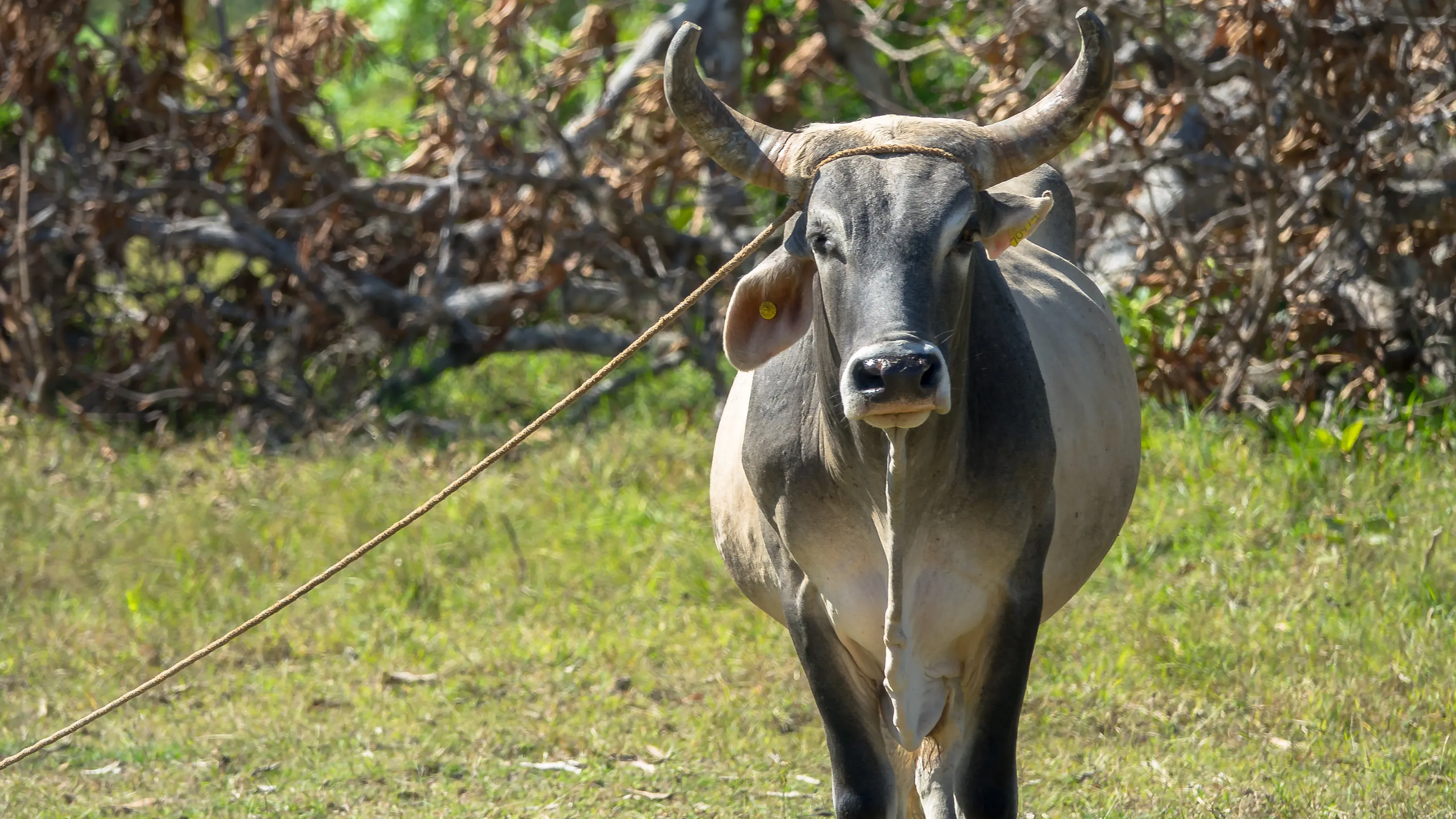Haiti Bull