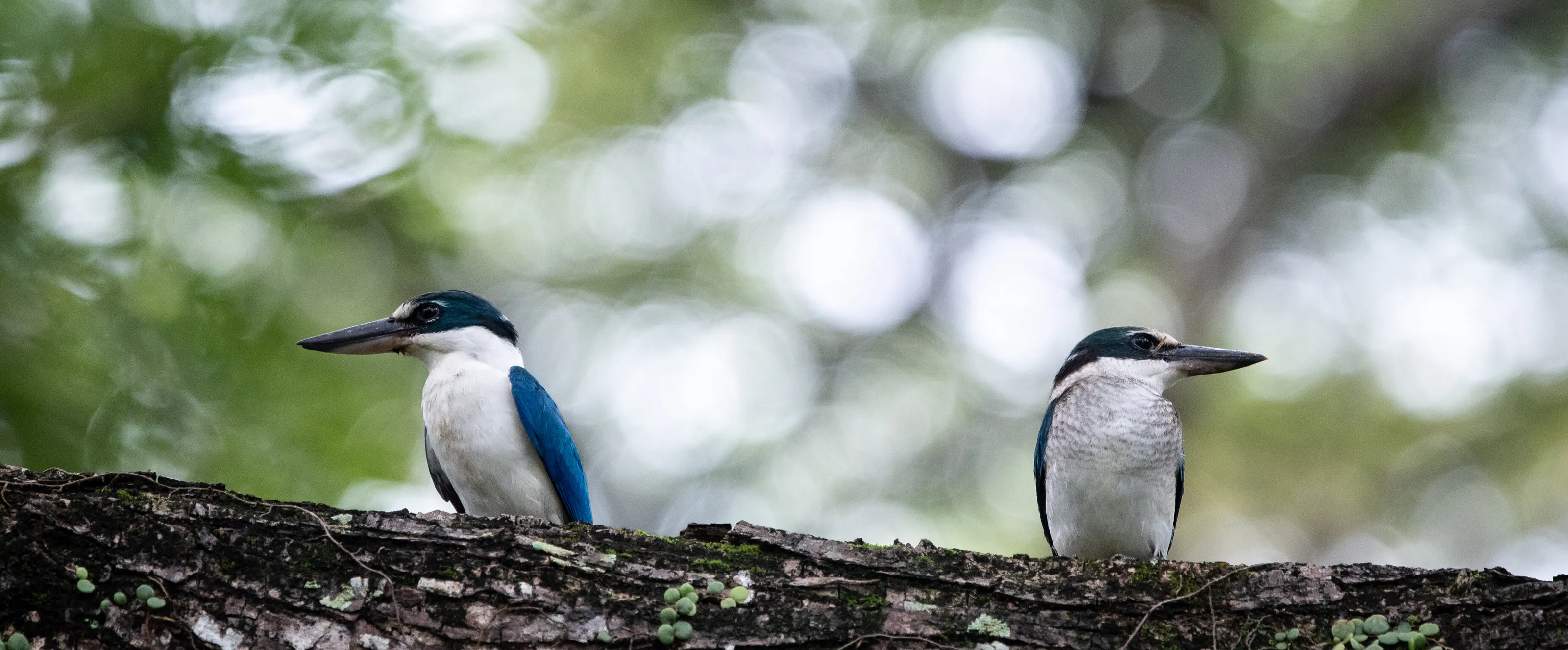 a pair of Collard Kingfishers
