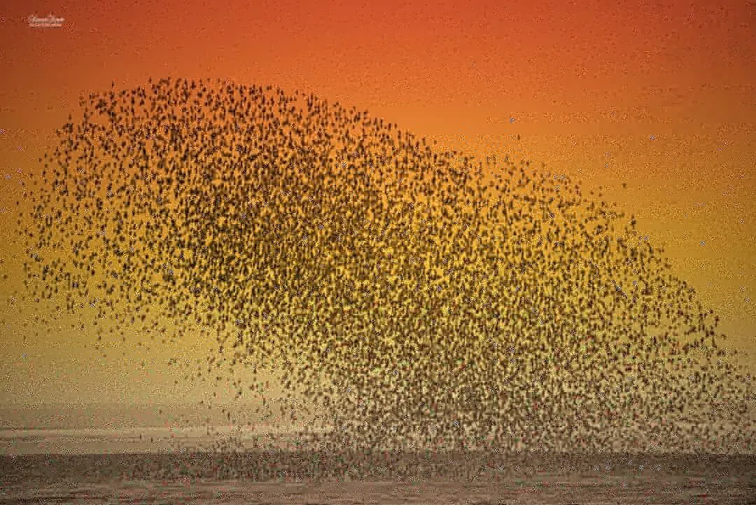 Entry 8104993