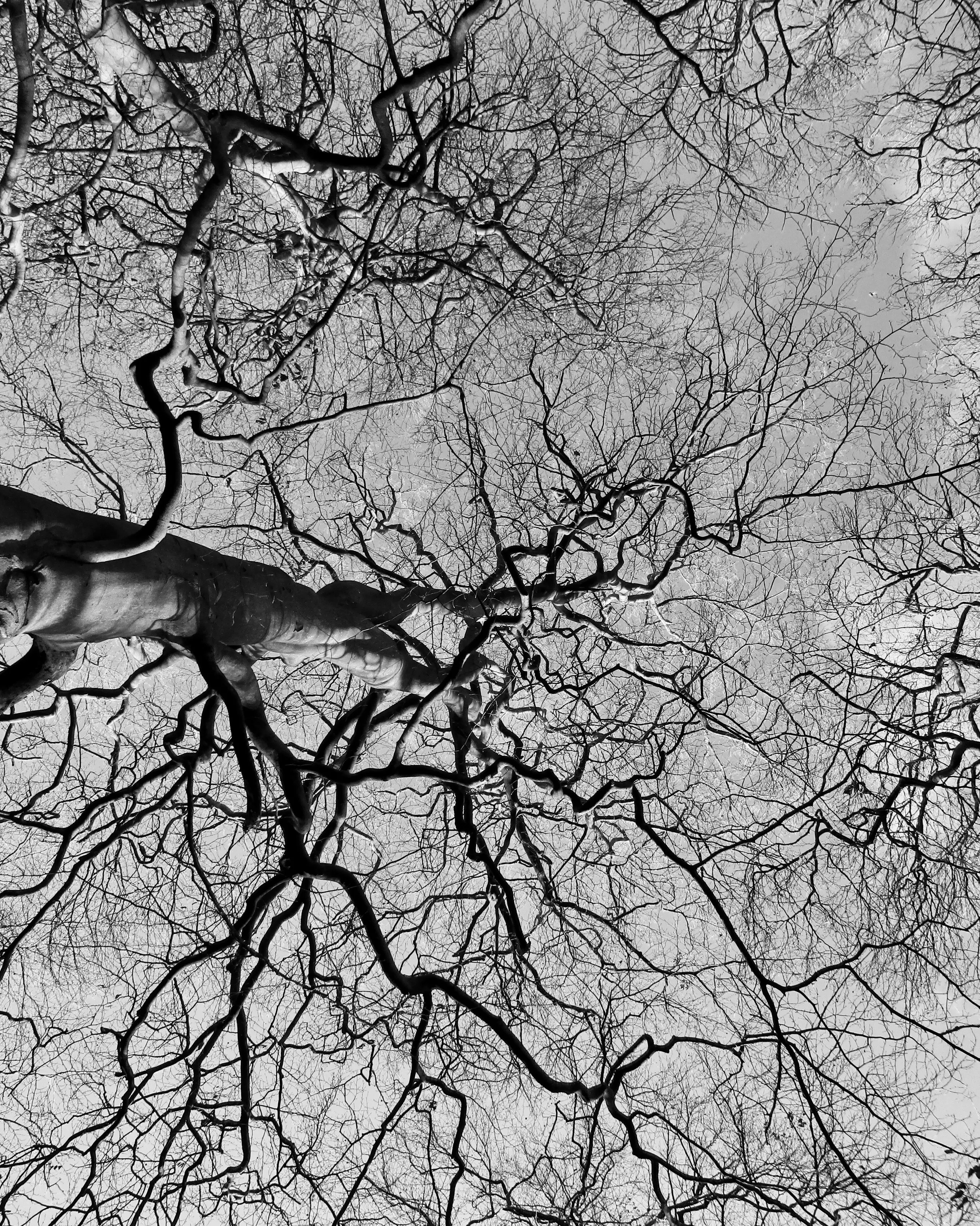 Lungs of the earth