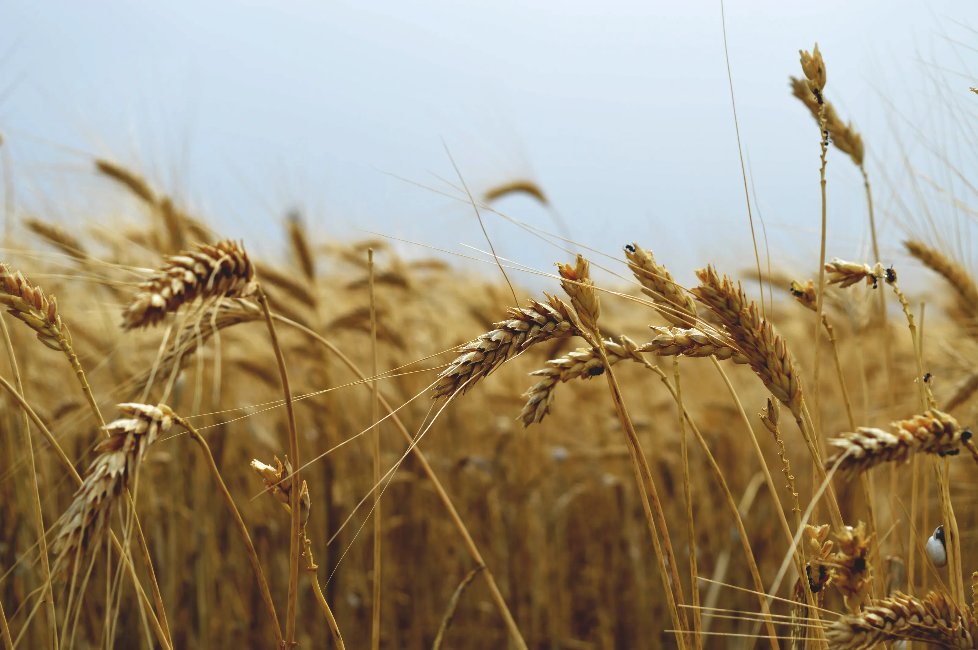 Fresh Crops