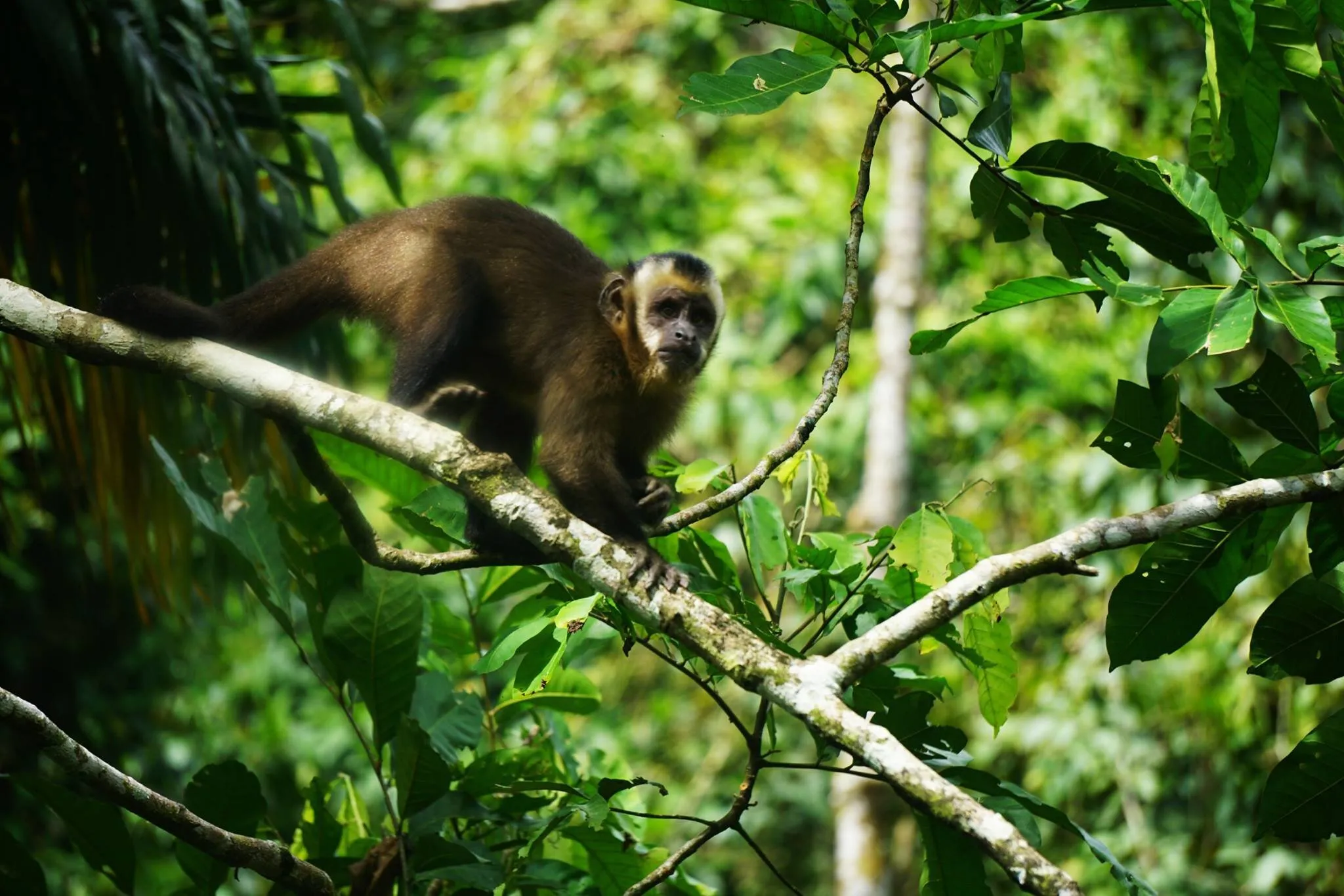 Monkeying Around in the Peruvian Amazon