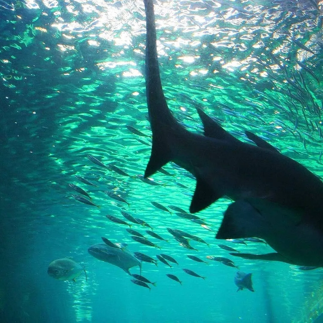 Shark attack