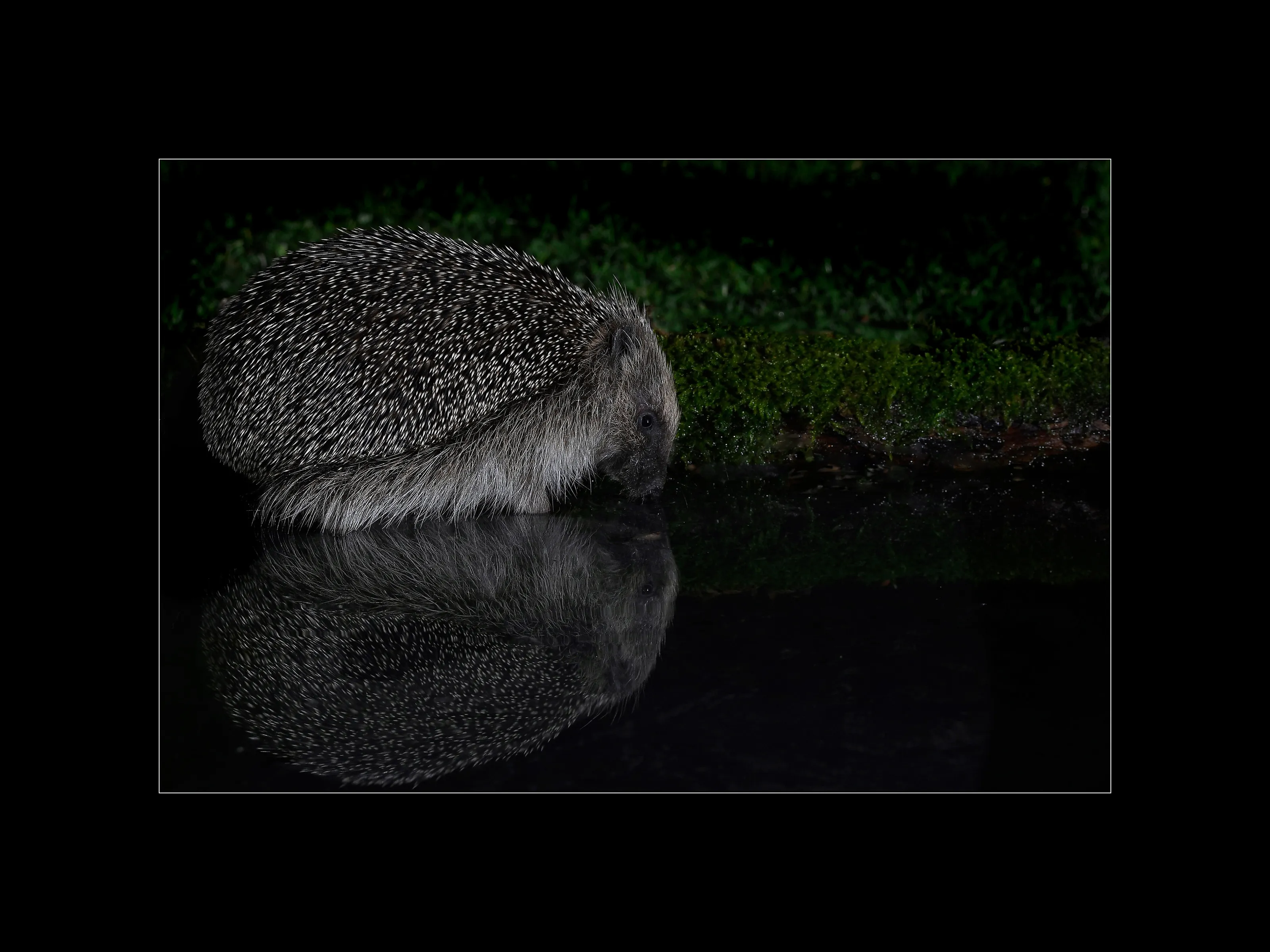 Hedgehog reflection