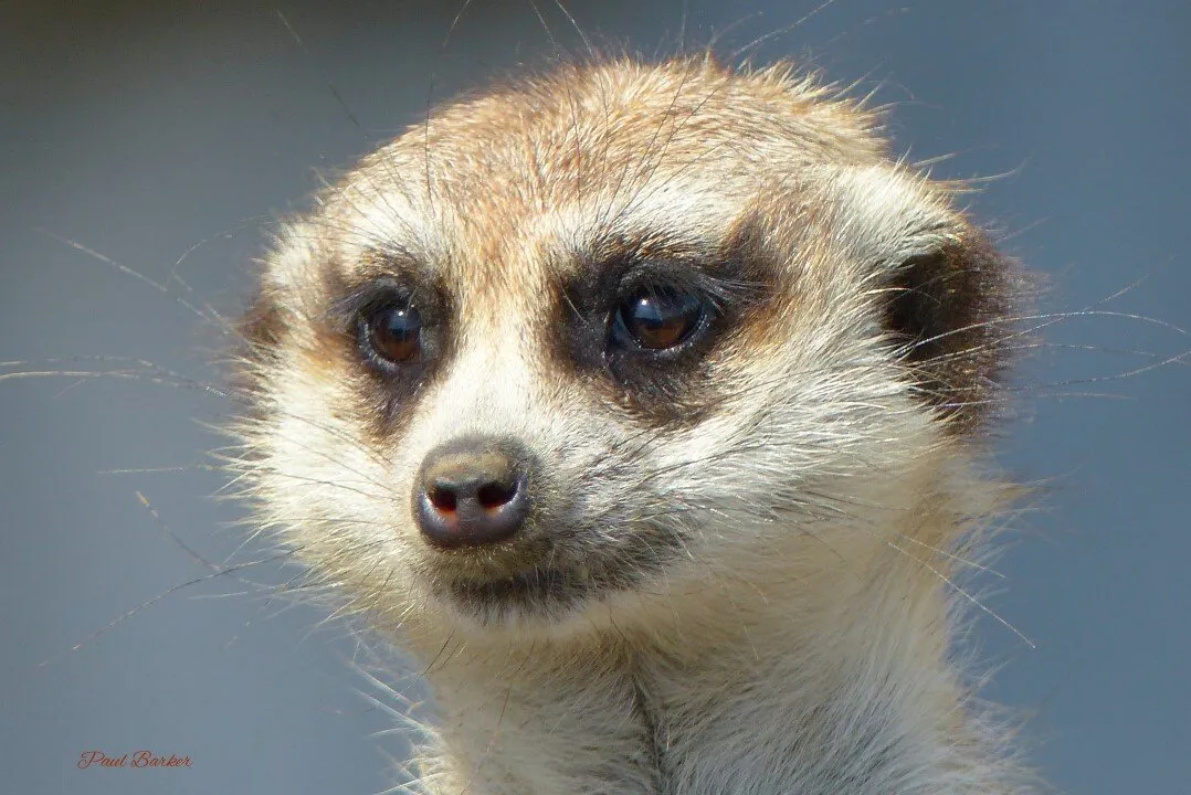 Meerkat