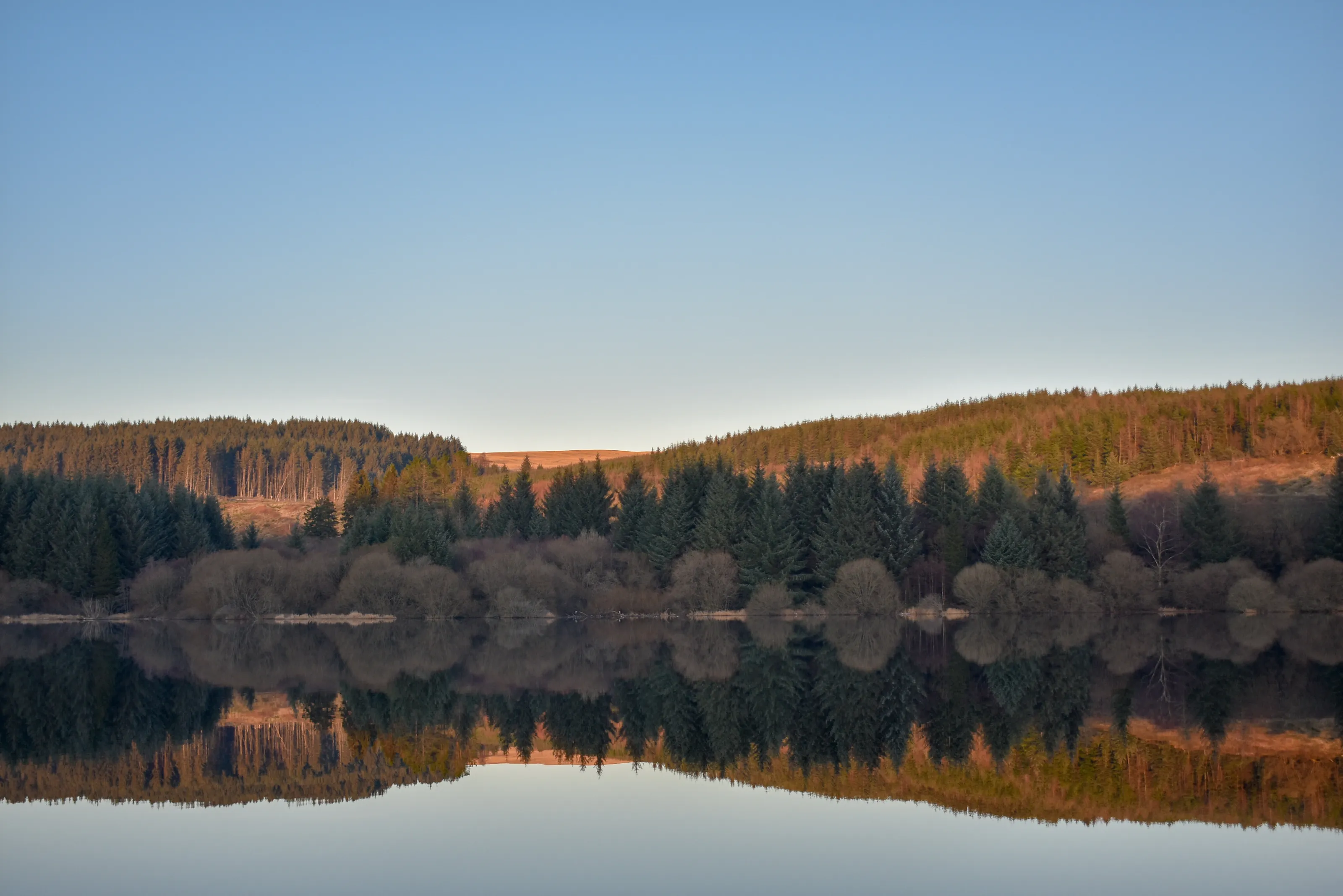 Forest Reflections
