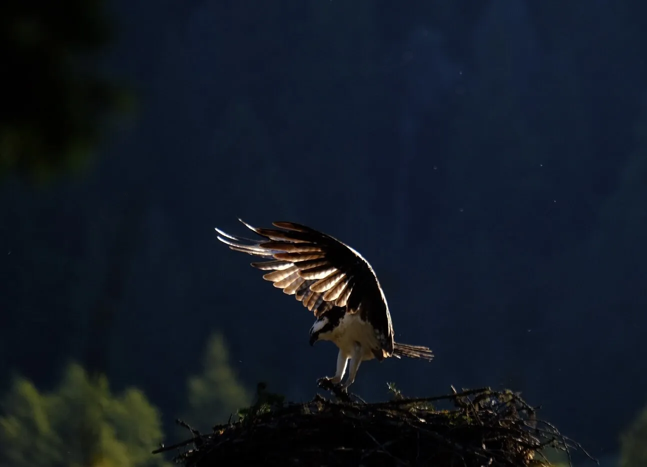 Osprey
