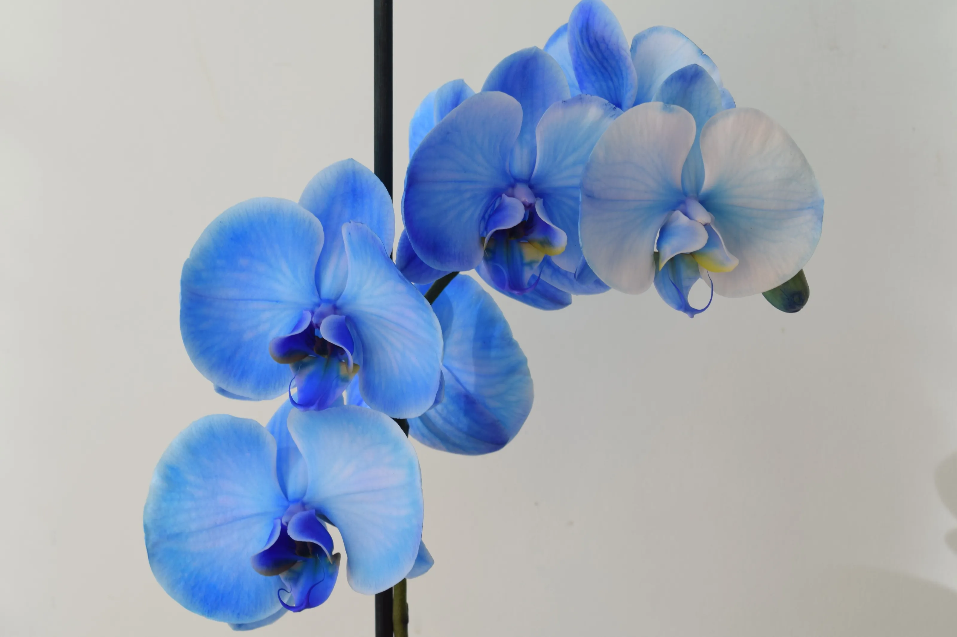 Blue orchid