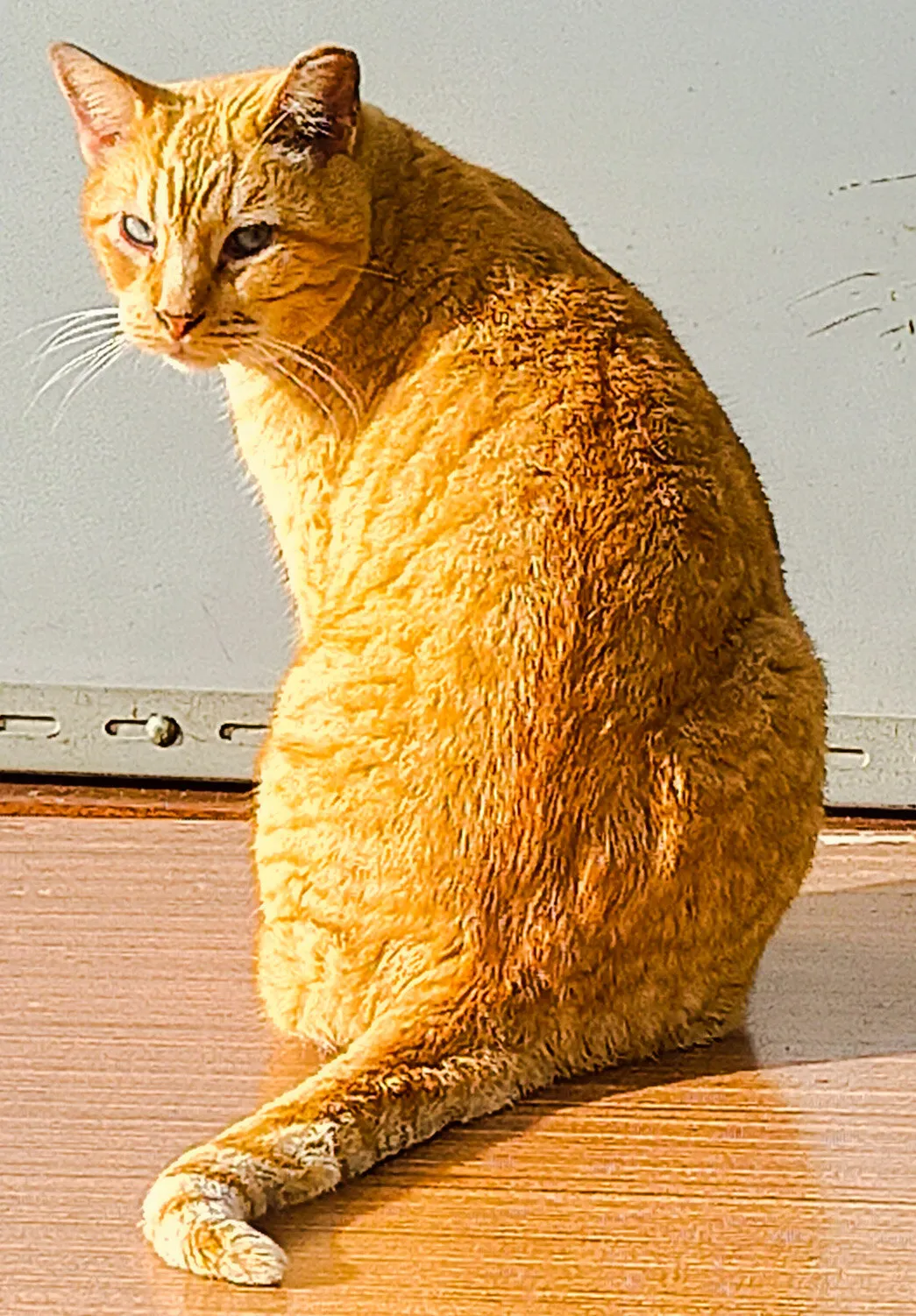 Yellow Cat