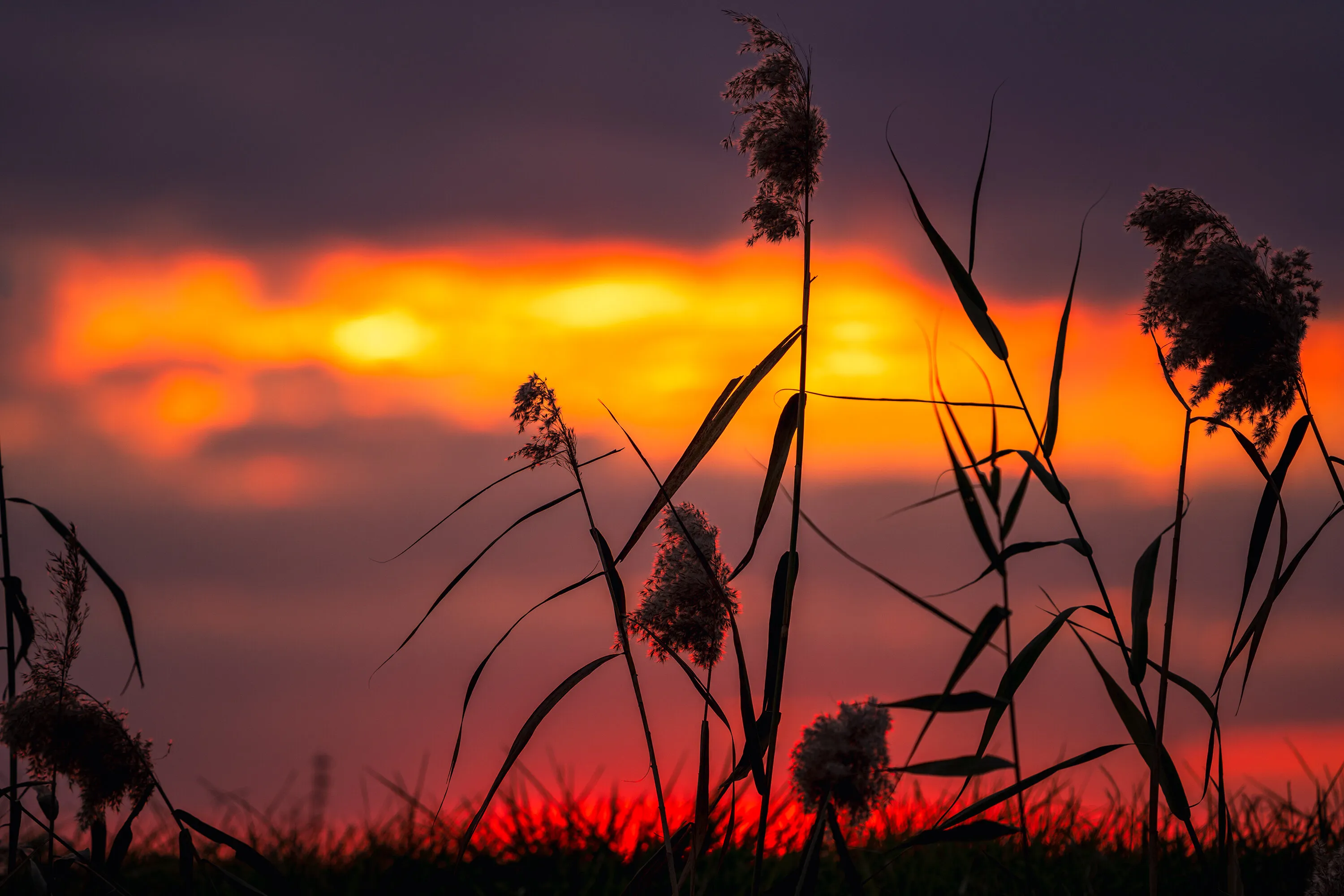 Marsh straws in the dusk