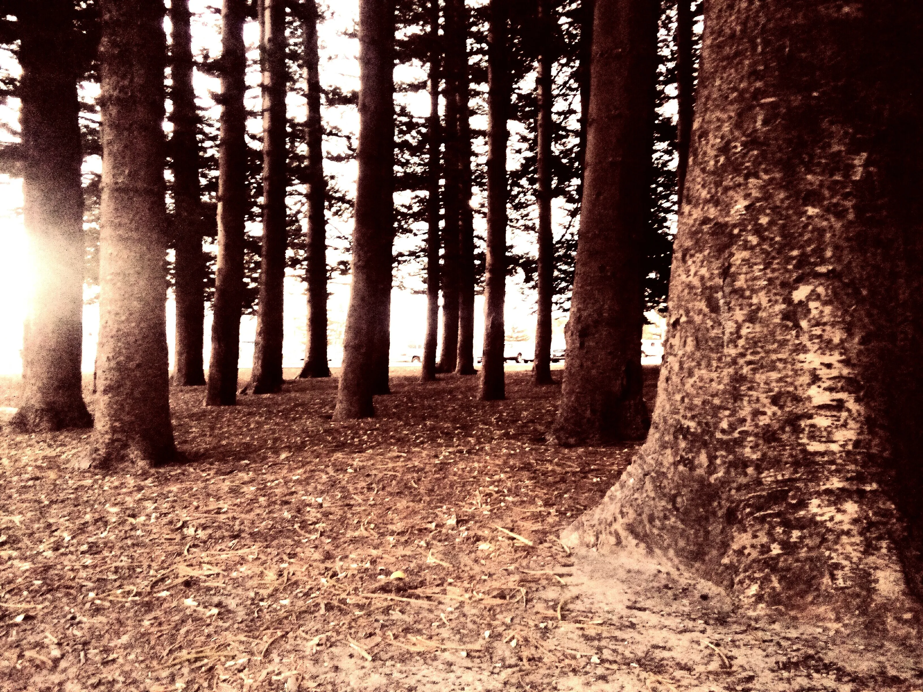 Peace in the Pines