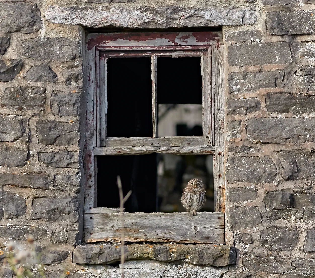Entry 23592919