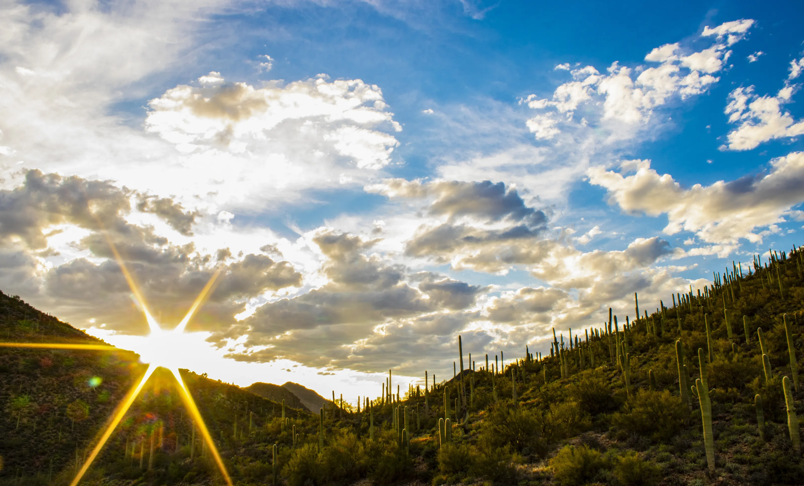 Saguaro Sunset
