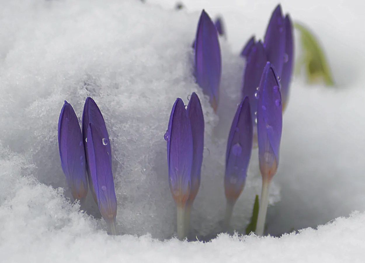 Entry 8139090