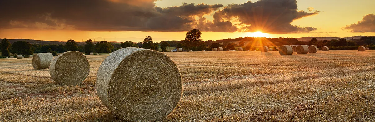 Bales in the sun