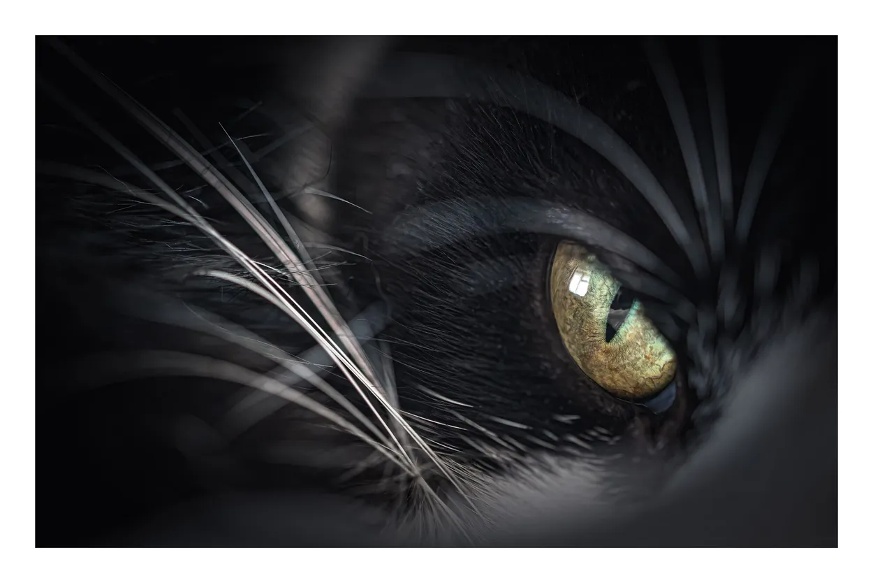 Look into my eye