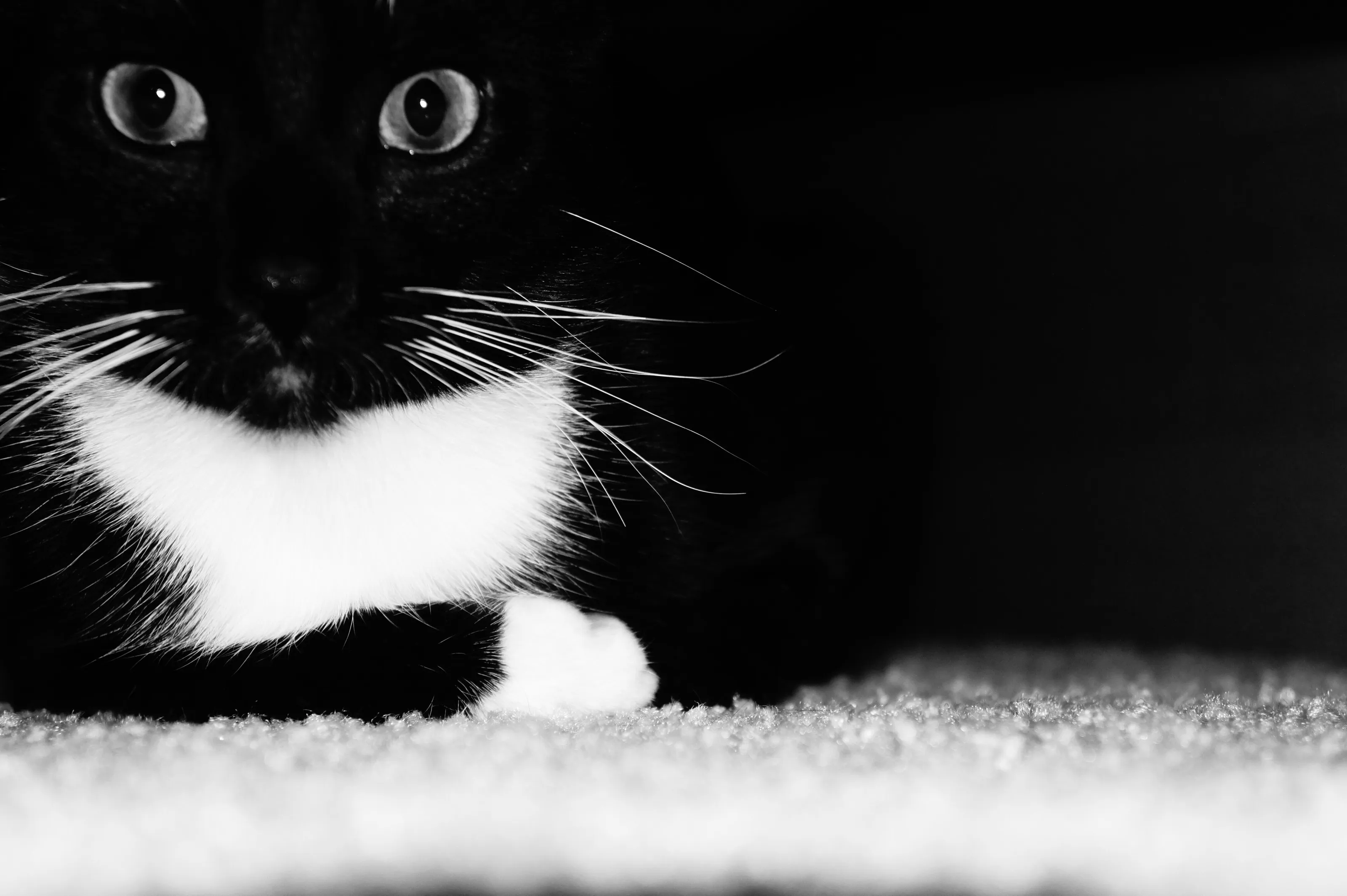 Cat black and white