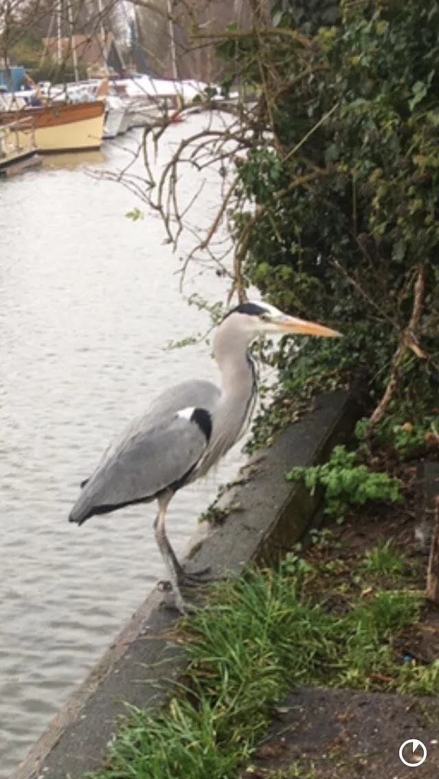 Heron