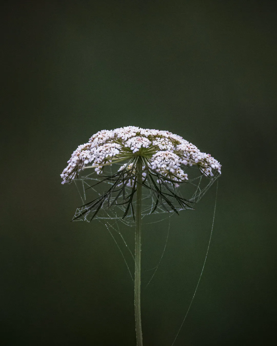 Angelica sylvestris