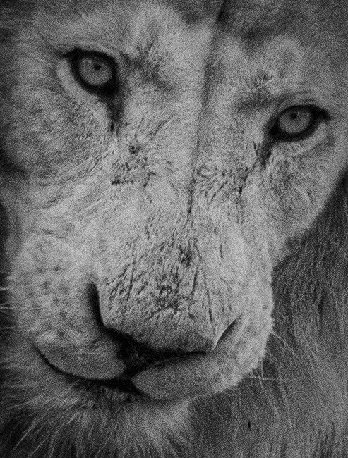 "Remember who you are" - mufasa