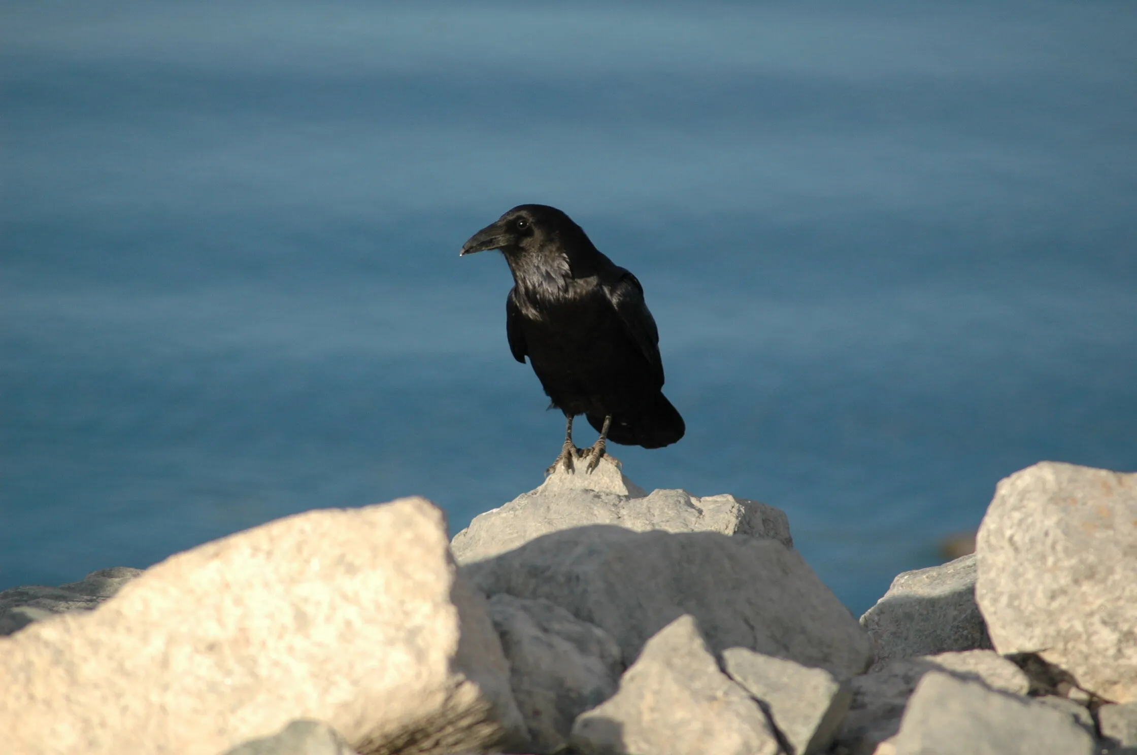 blackbird