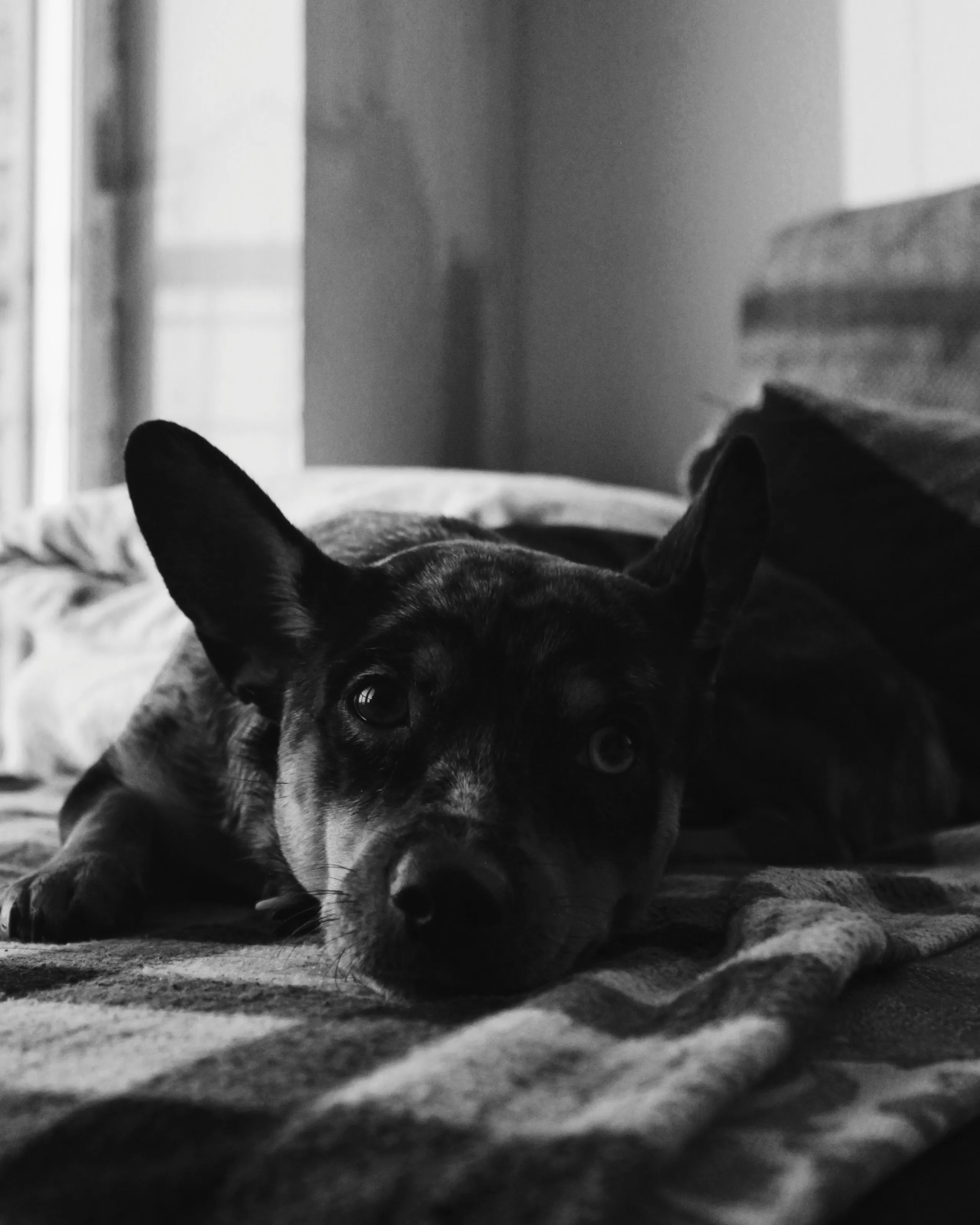 Dog