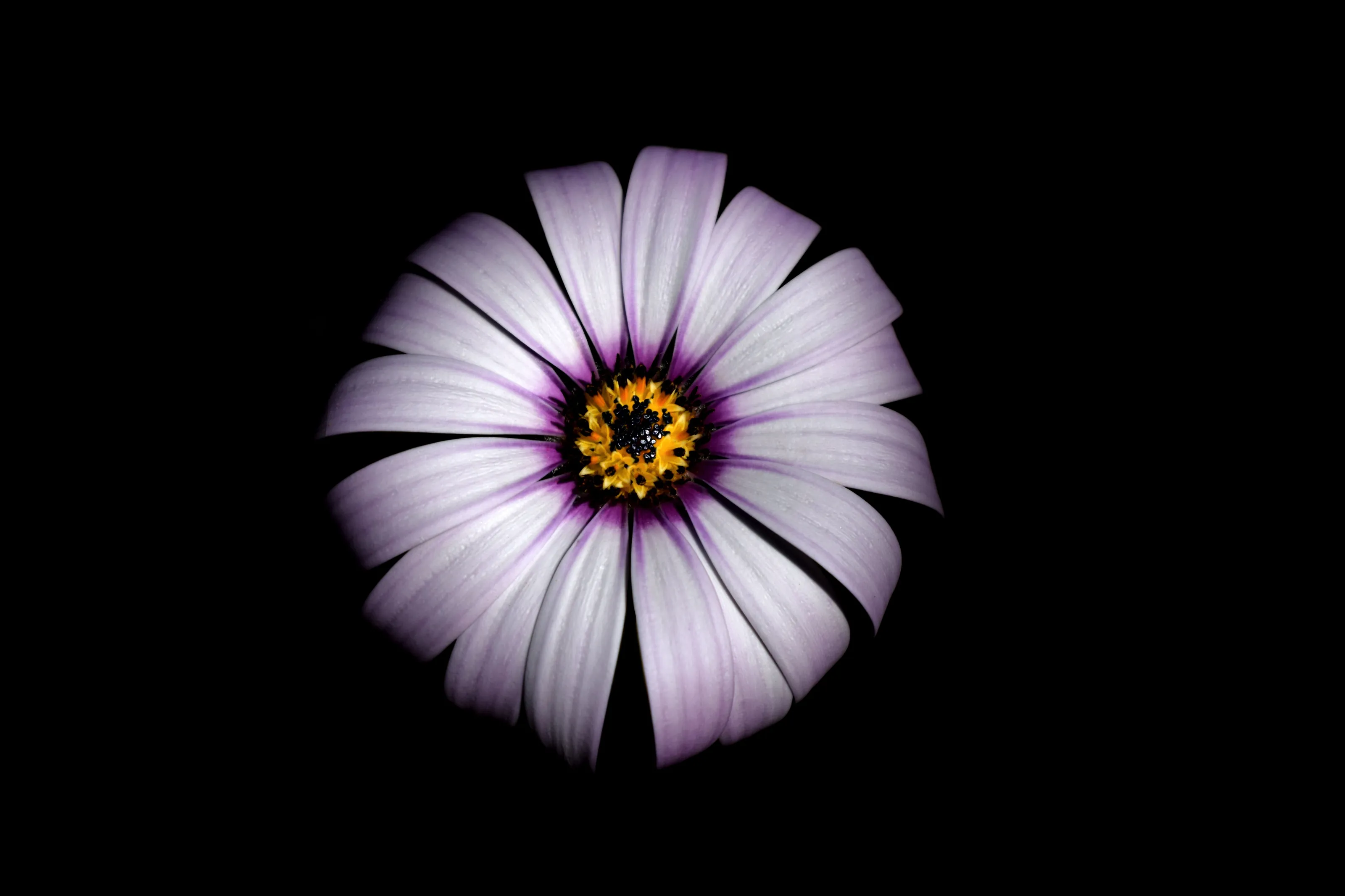 The Flower Within