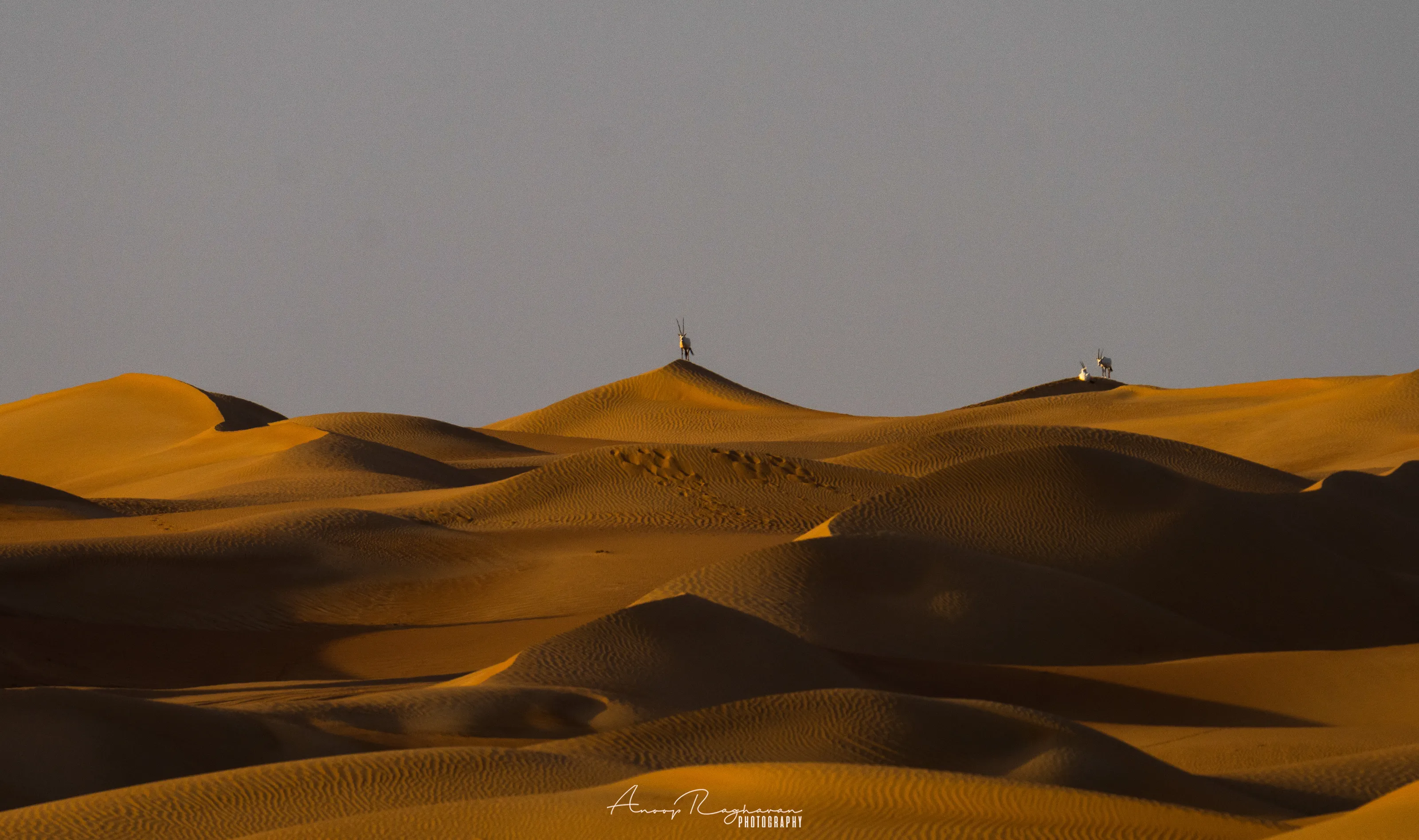 Arabian Oryx at its habitat