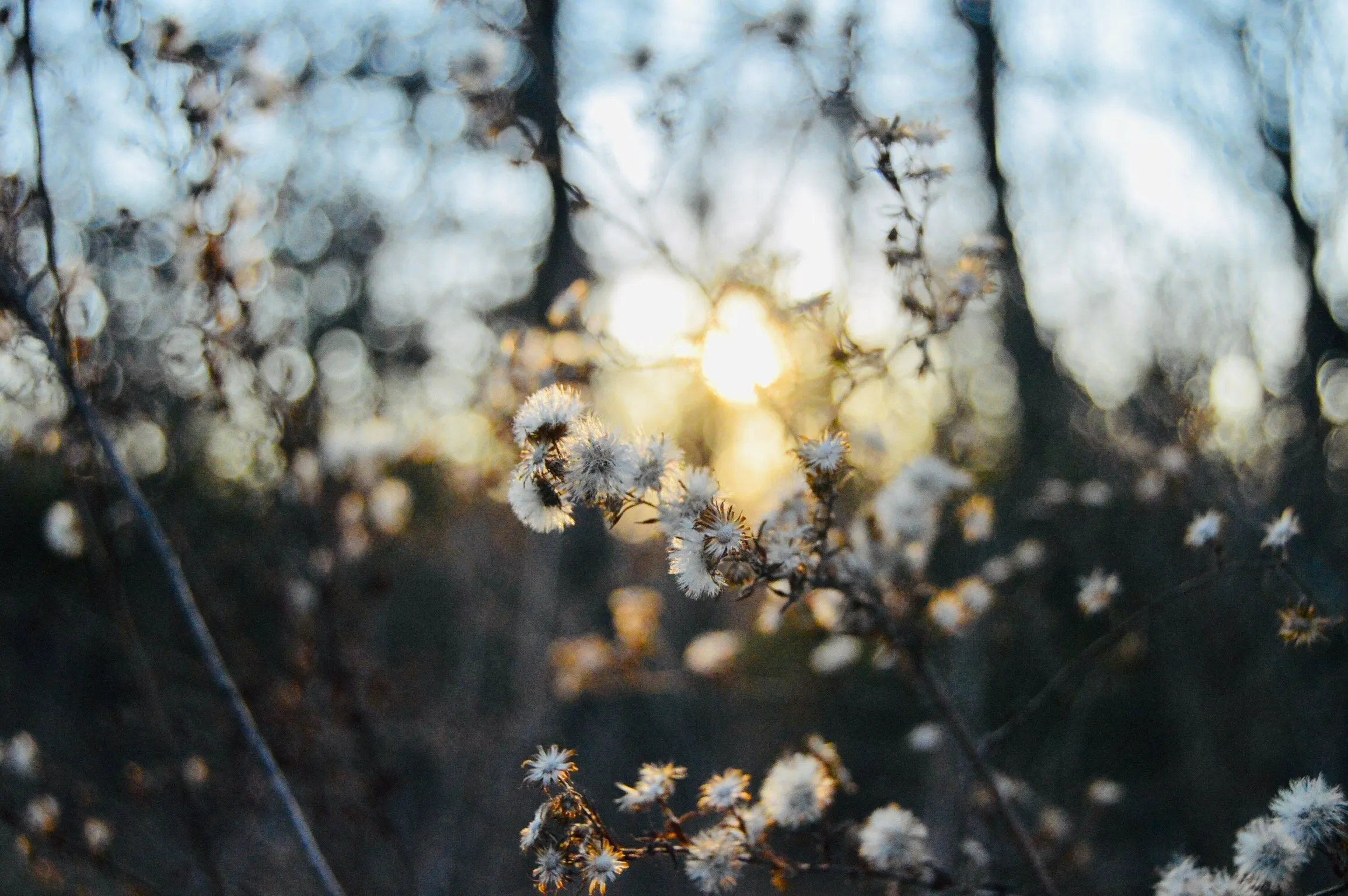 Winter flowers