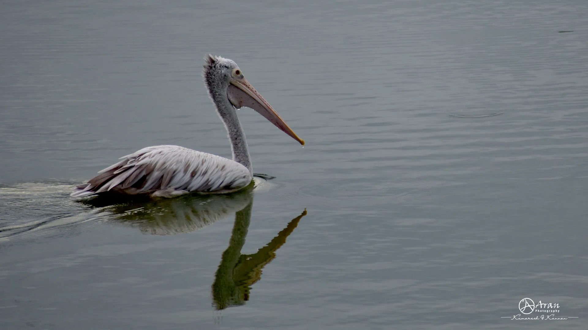 Minimalism wild life
