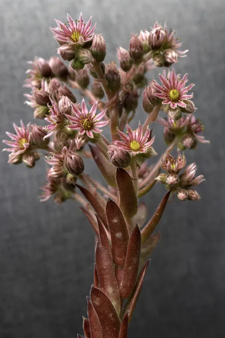 Cluster of Sempervivum