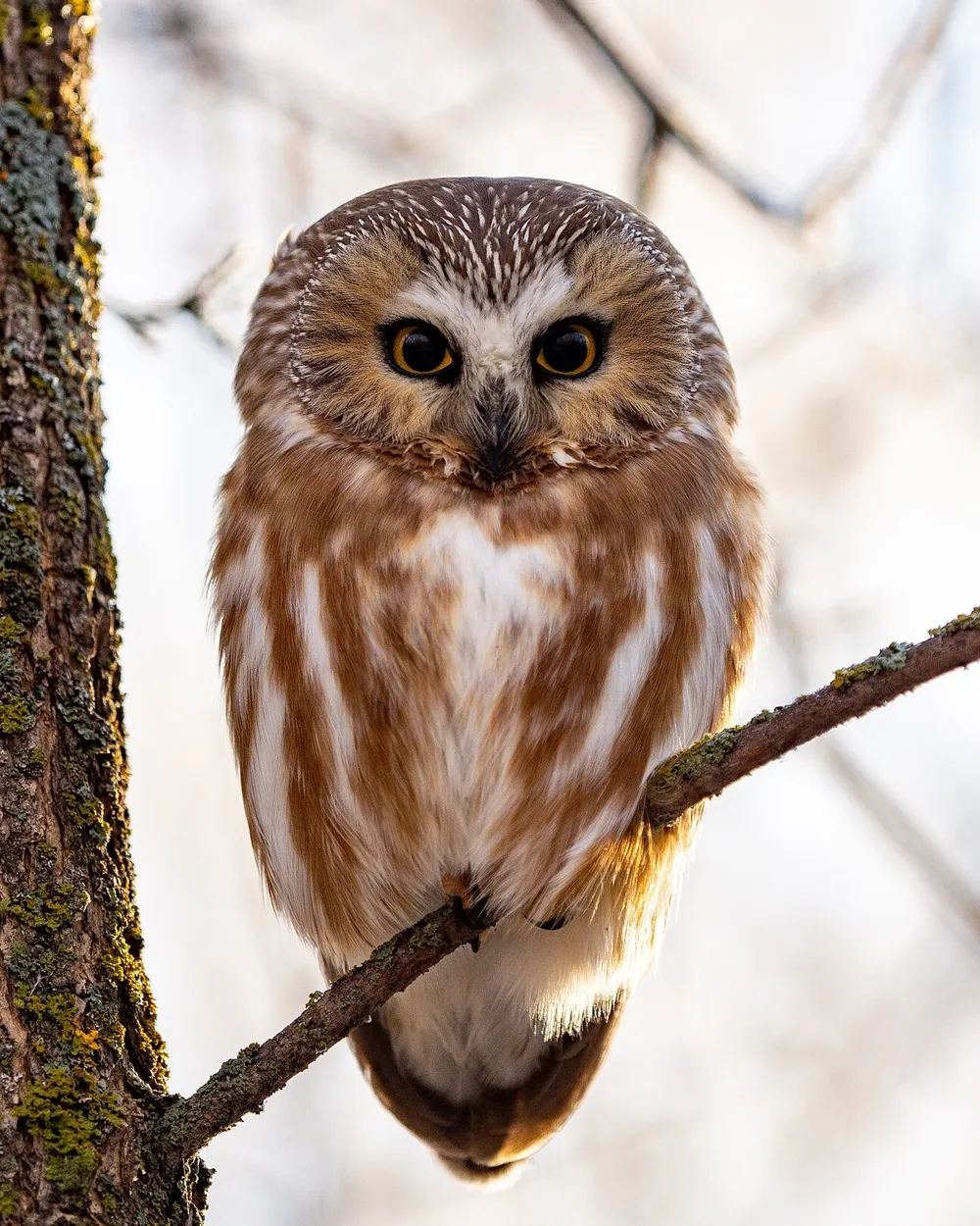 Entry 9045043