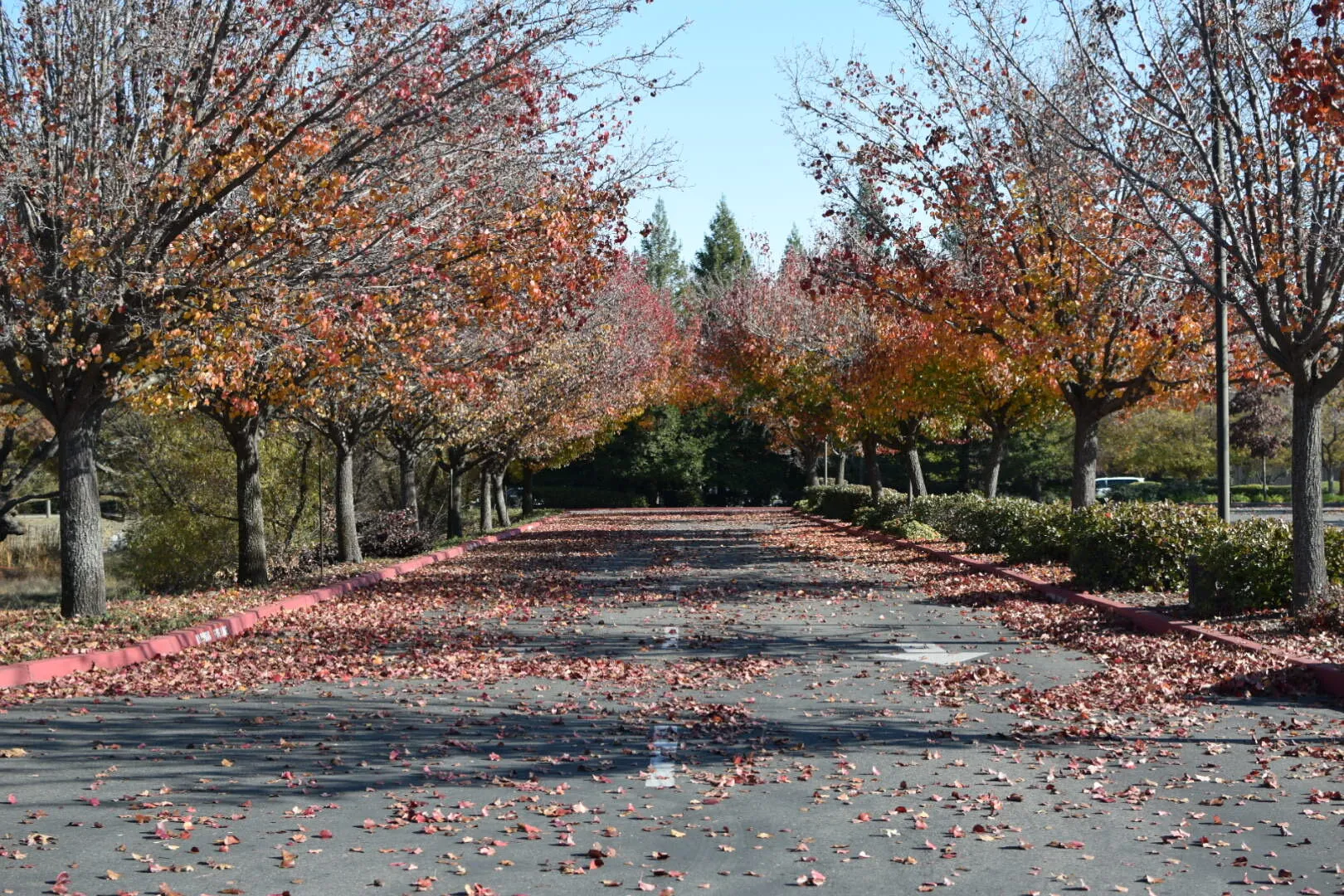 Fall Walk