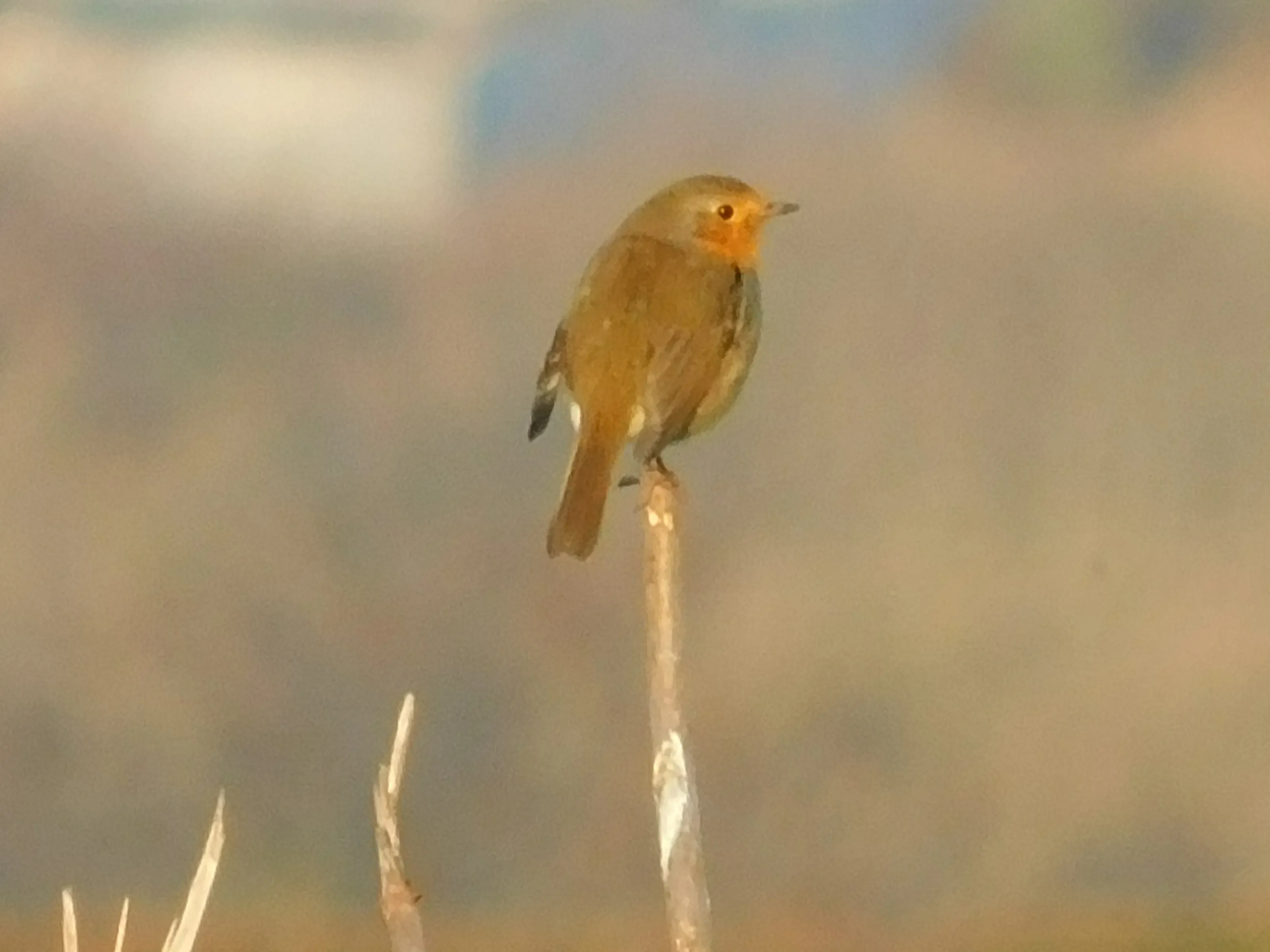 ROBIN