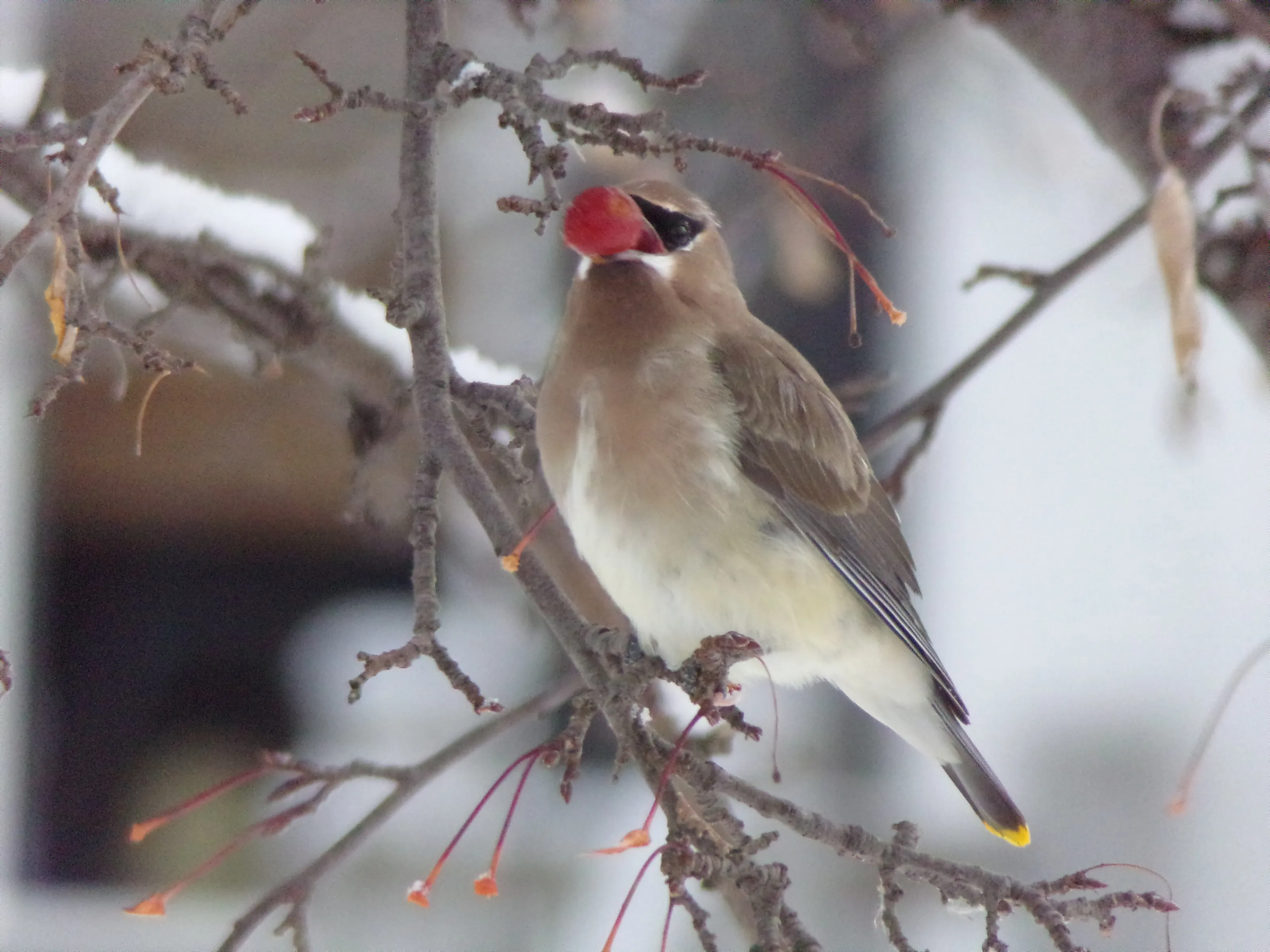 Winter Bird