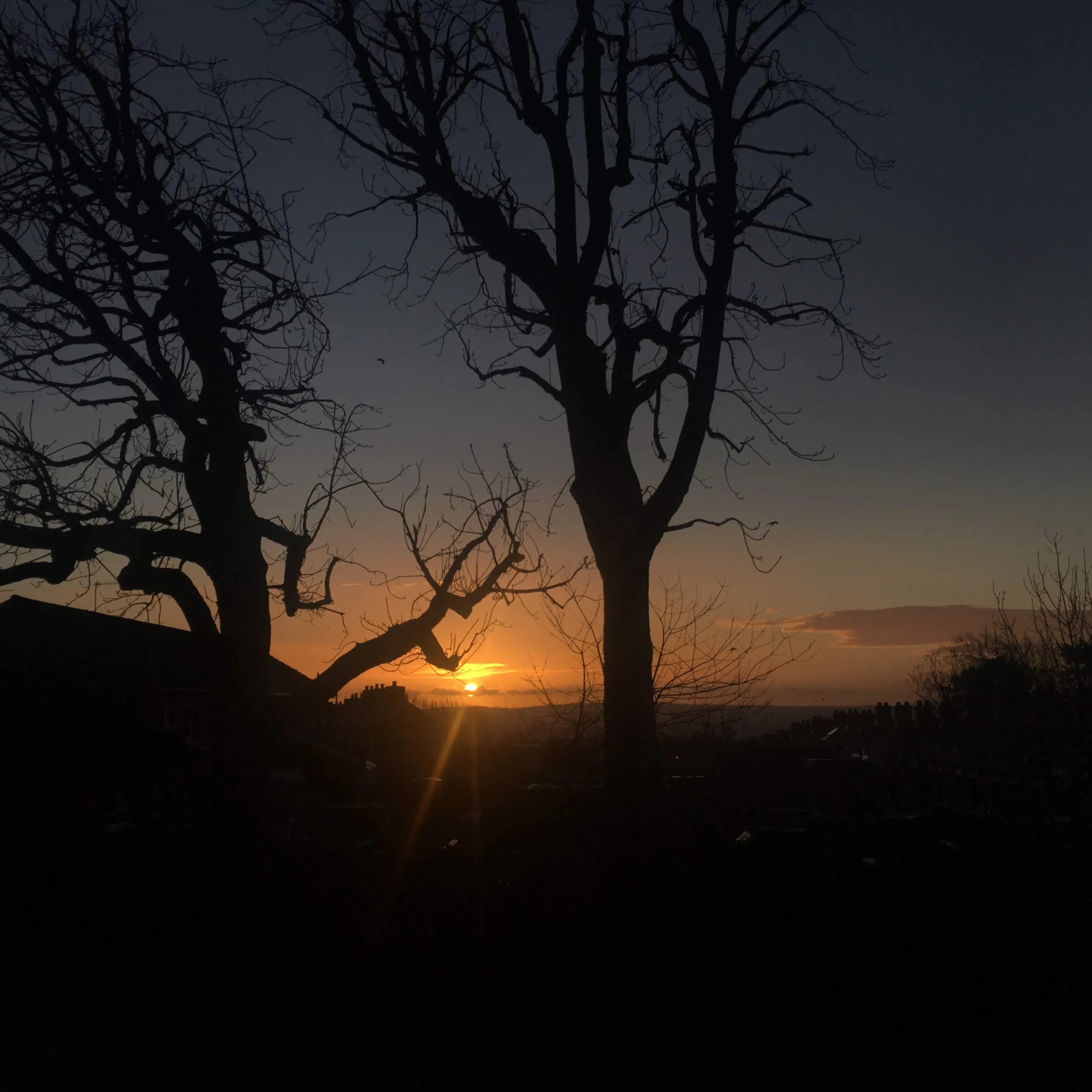 Light behind the trees