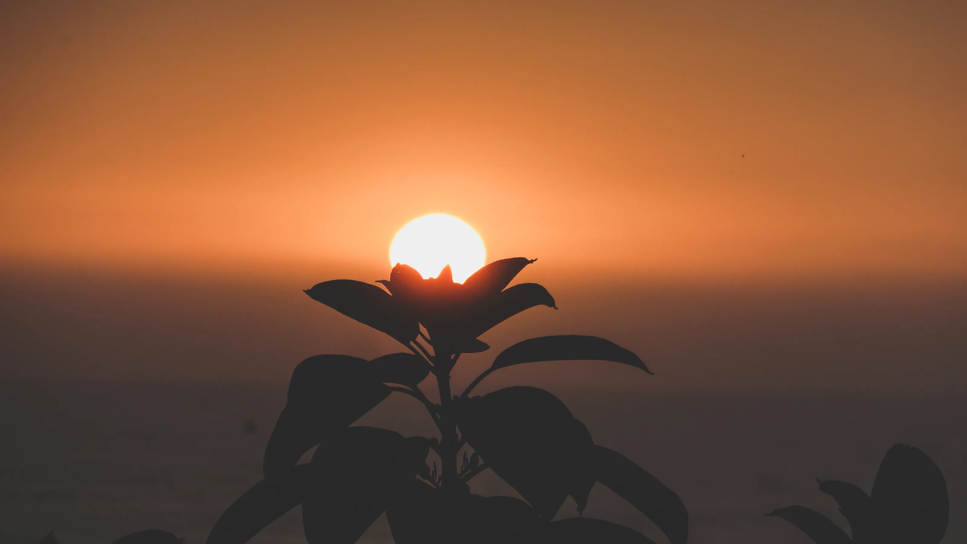 the golden sunset