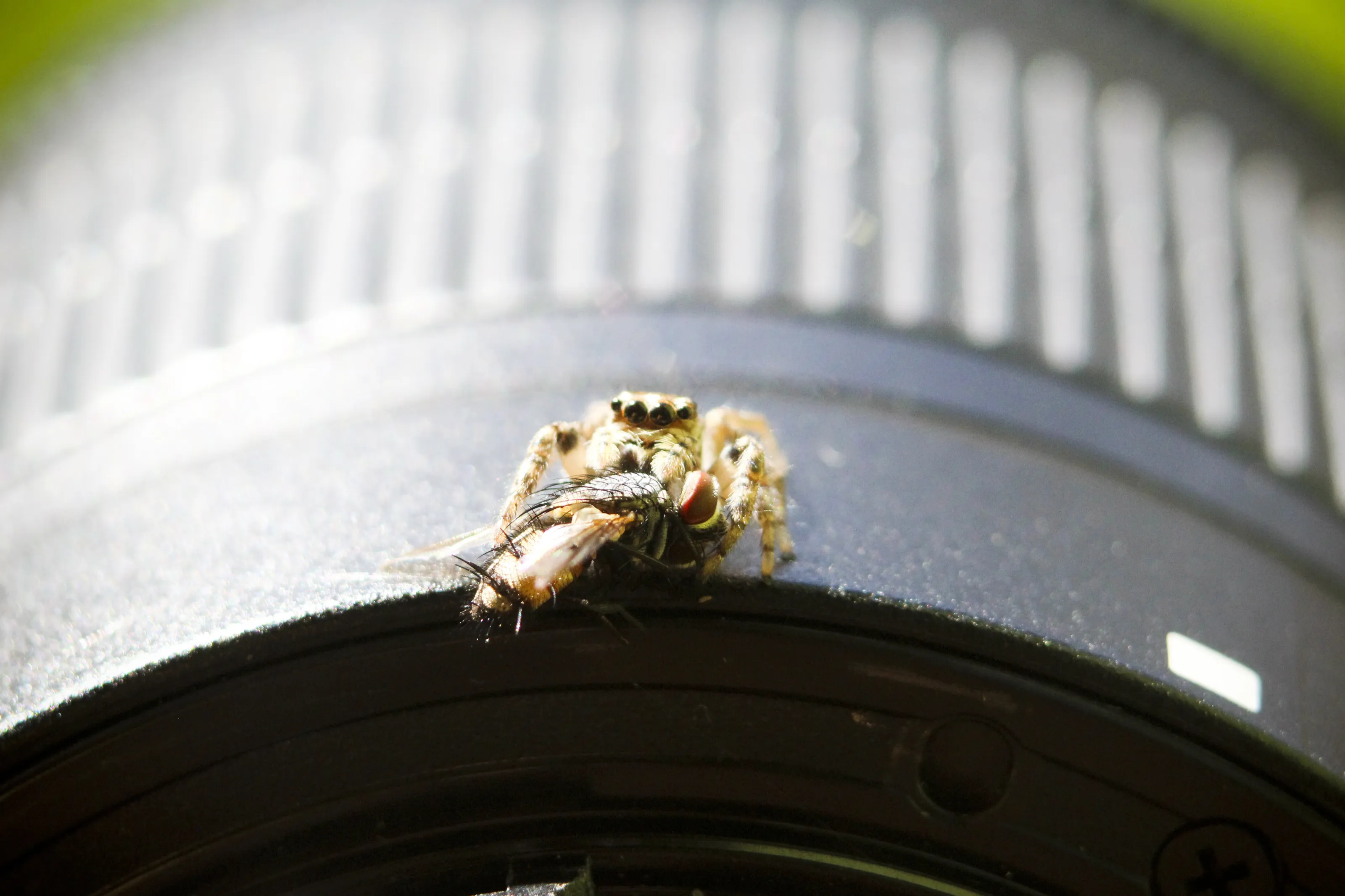 Aranha Saltadora e a Lente (Jumping Spider and the Lens)