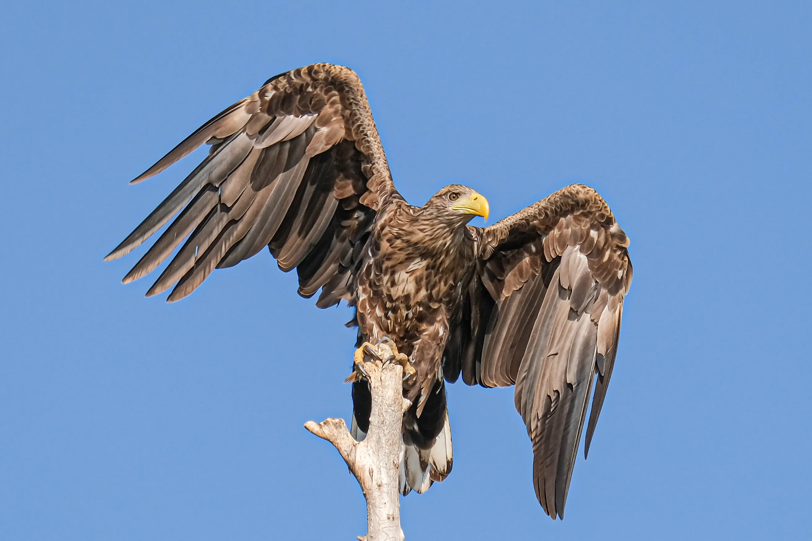 White-tailed eagle series no. 5