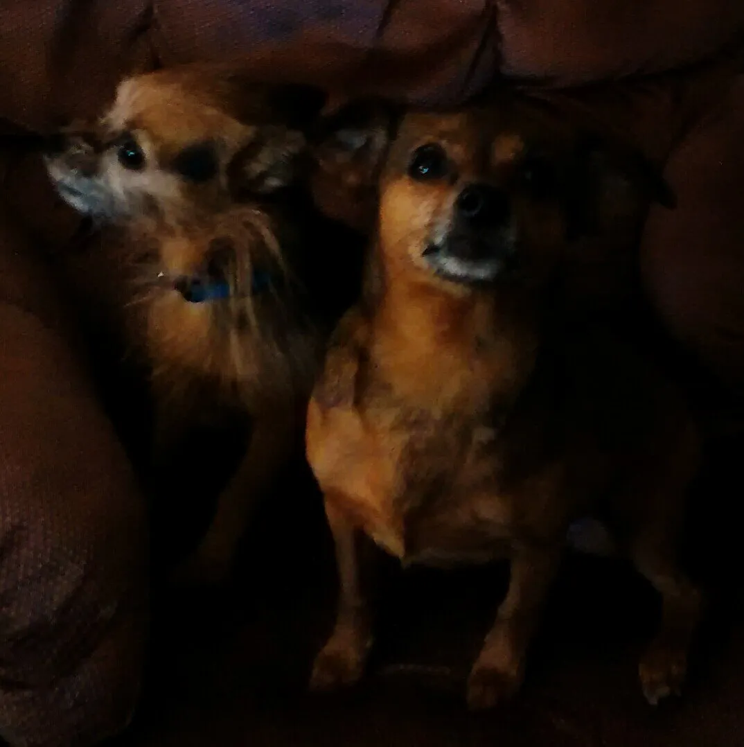 Family paws