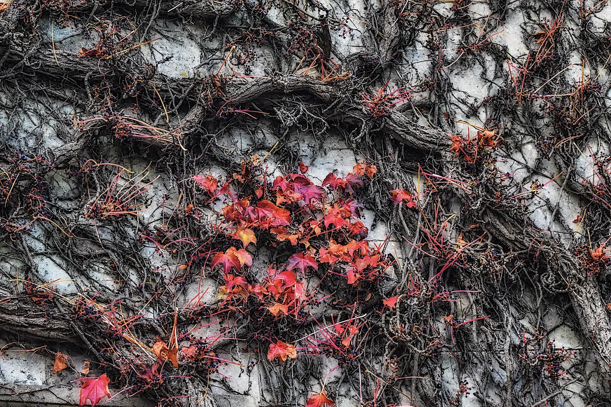Entry 8175225