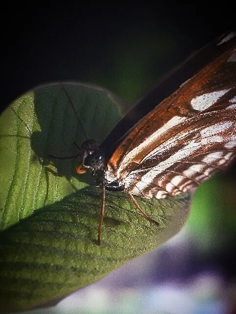 A Beauty
