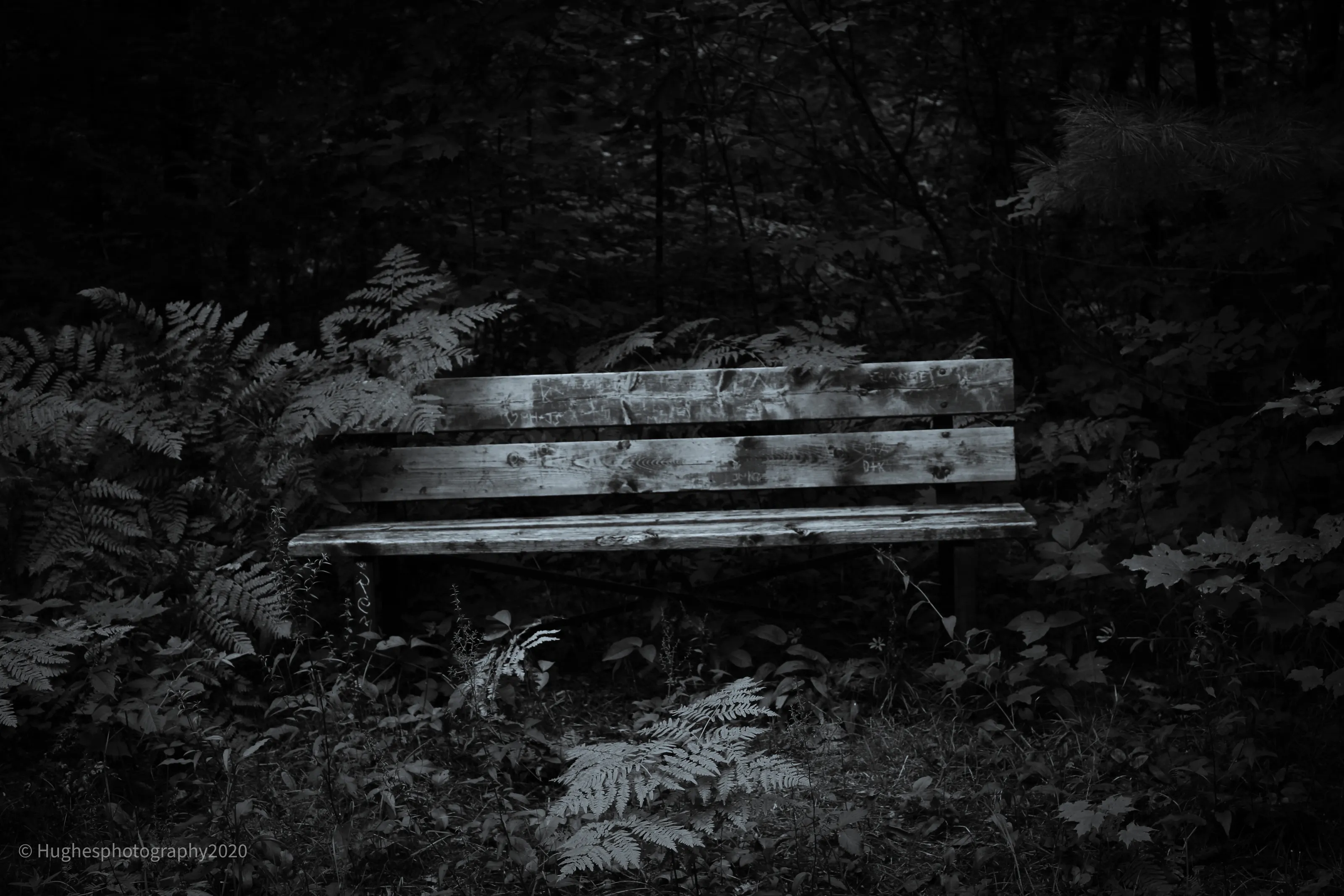 The Bench
