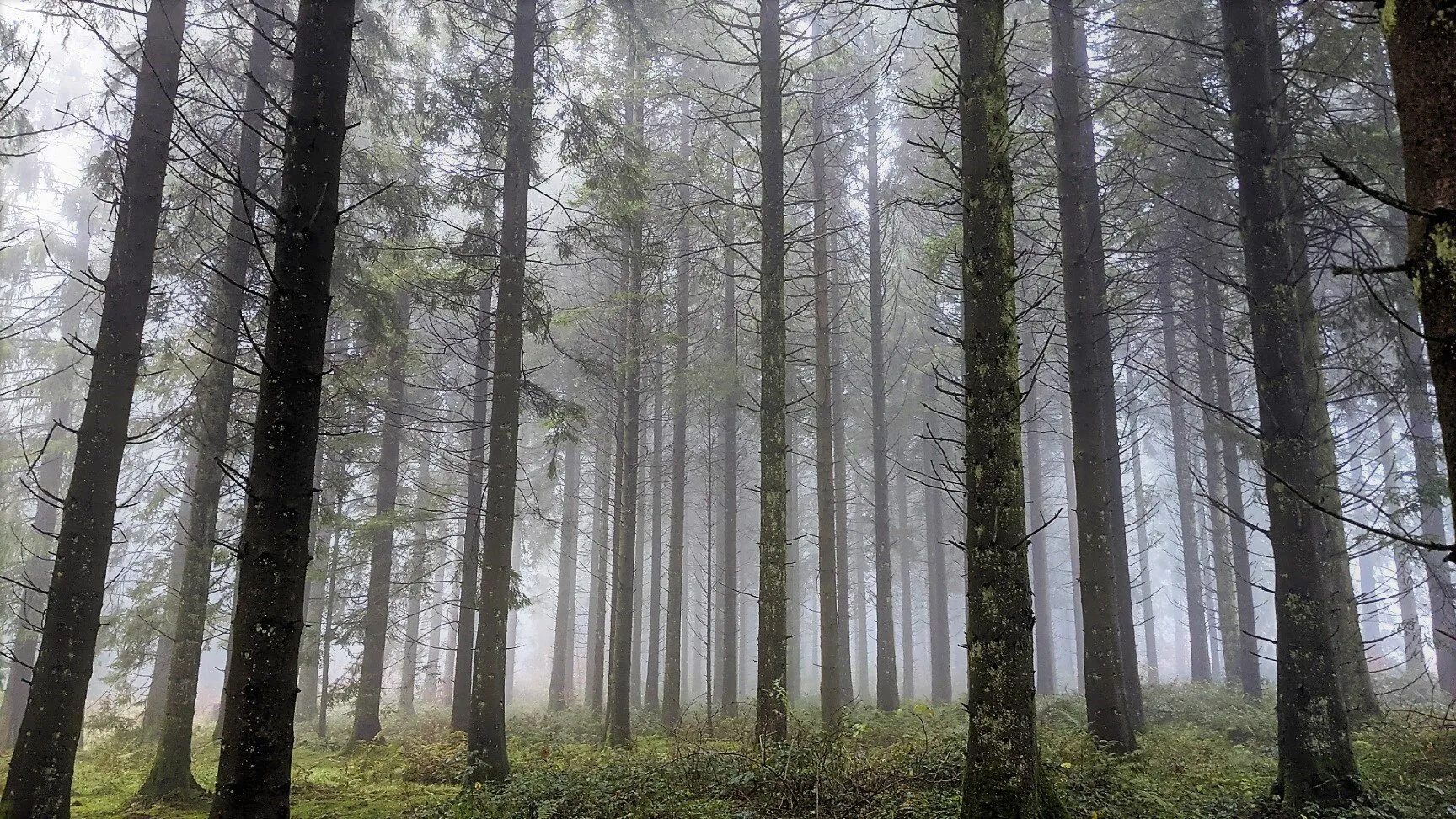 Forest mist