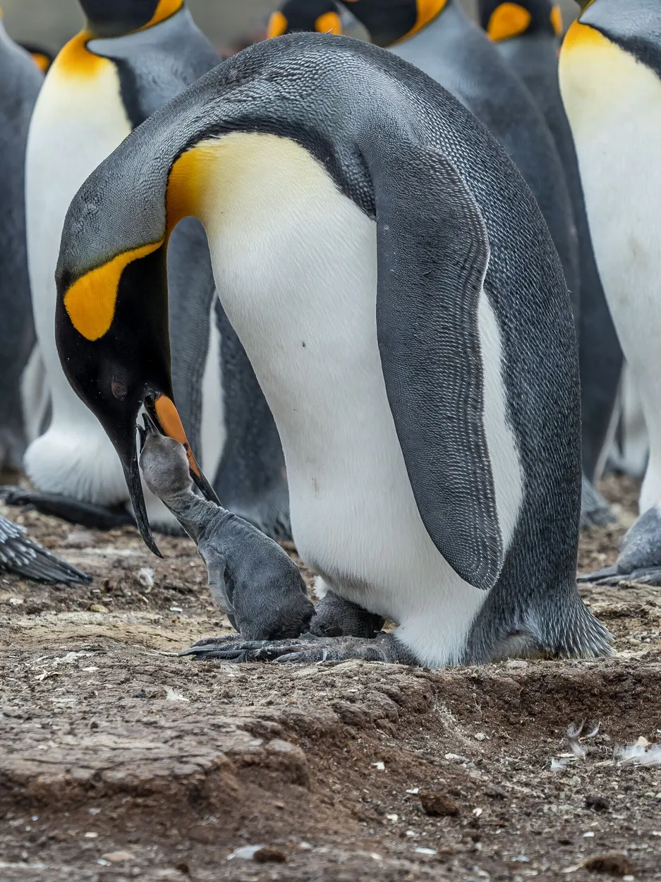 Entry 8182257