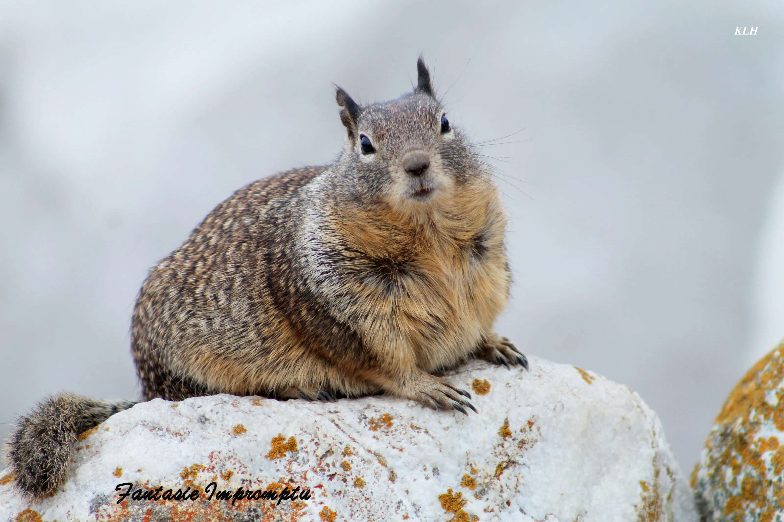 Squirrel Portrait